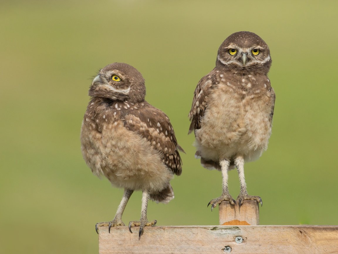 Обои сова, забор, доски, птицы, совы, сыч, сычи, owl, the fence, board, birds, owls разрешение 4053x2605 Загрузить