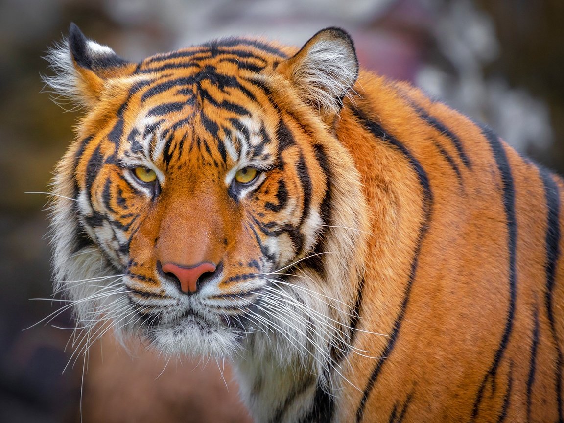 Обои тигр, морда, взгляд, tiger, face, look разрешение 1920x1261 Загрузить