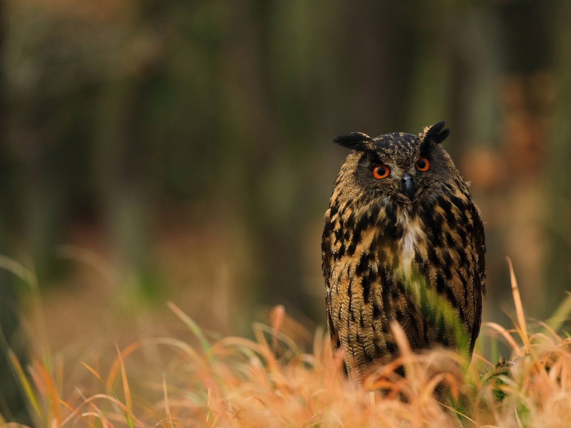 Обои трава, сова, фон, взгляд, птица, боке, филин, grass, owl, background, look, bird, bokeh разрешение 6720x4480 Загрузить