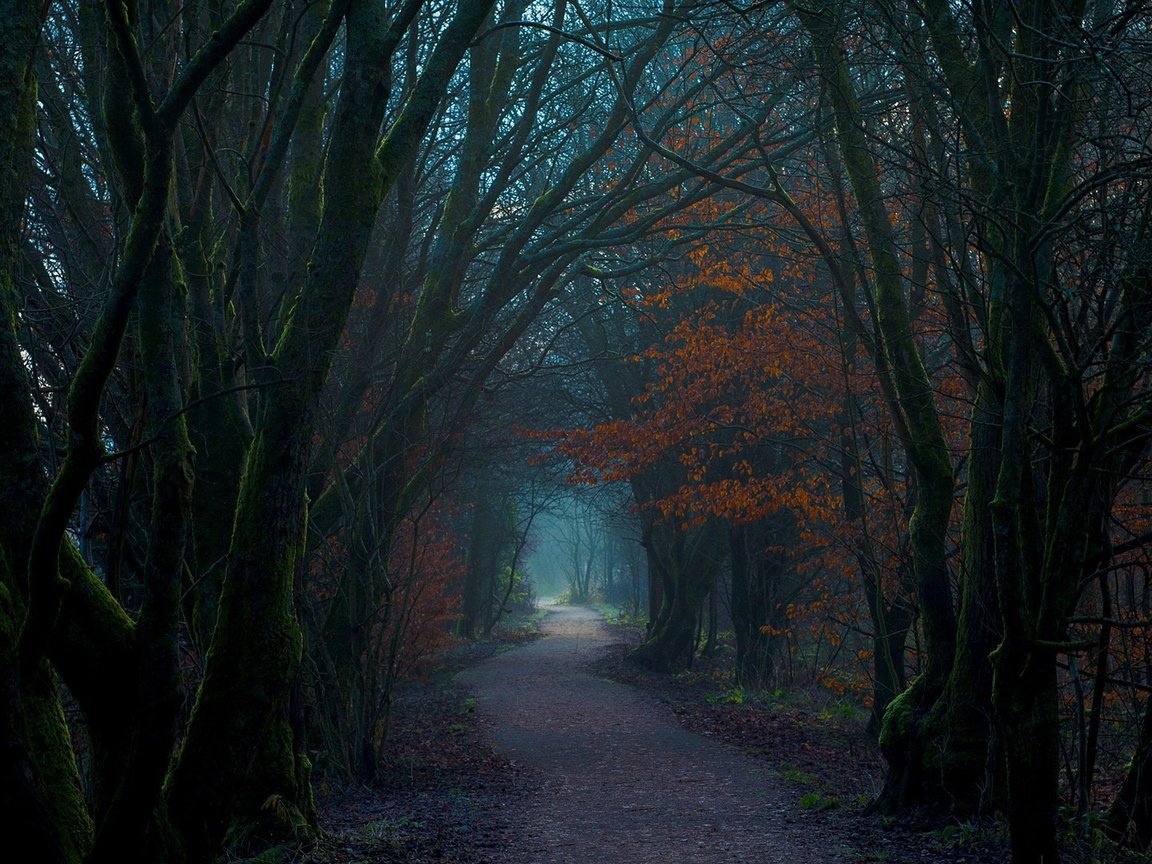 Обои деревья, природа, лес, тропинка, шотландия, trees, nature, forest, path, scotland разрешение 1920x1080 Загрузить