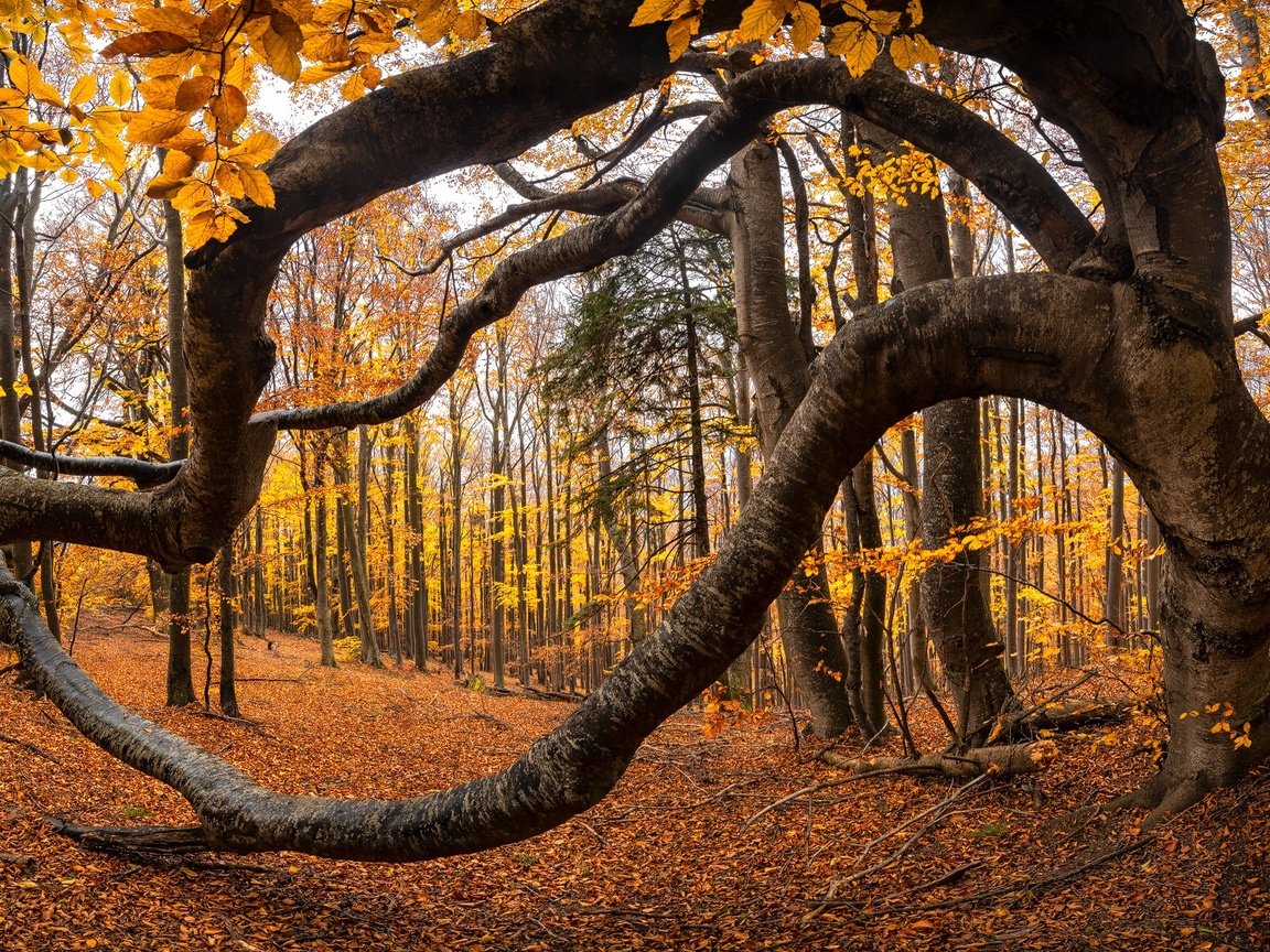 Обои деревья, природа, листья, осень, trees, nature, leaves, autumn разрешение 2000x1202 Загрузить
