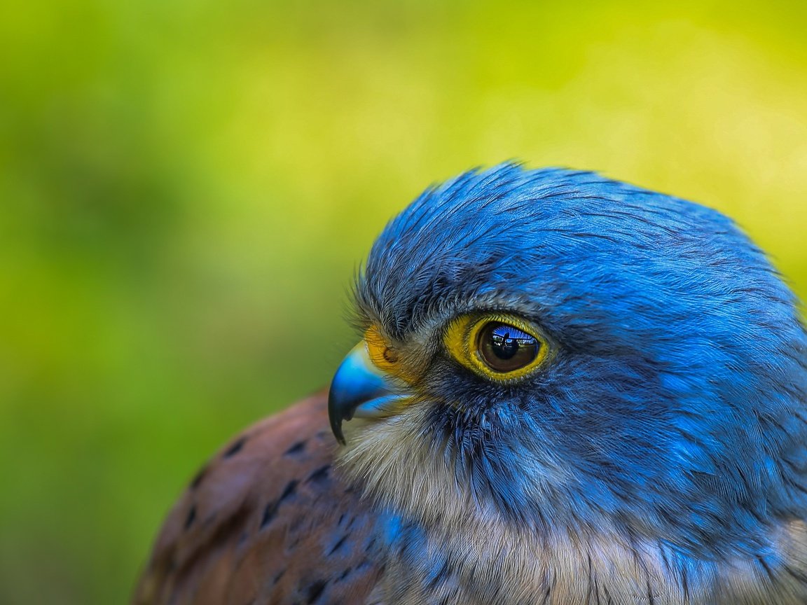 Обои фон, портрет, взгляд, птица, сокол, background, portrait, look, bird, falcon разрешение 2048x1365 Загрузить