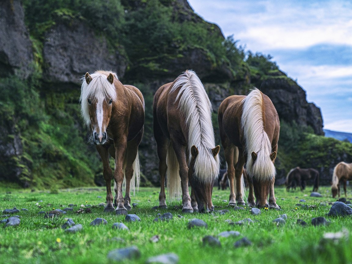 Обои горы, природа, камни, взгляд, лошади, кони, грива, копыта, mountains, nature, stones, look, horse, horses, mane, hooves разрешение 3840x2756 Загрузить