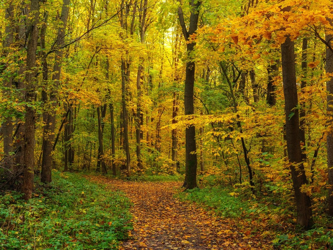 Обои лес, листва, панорама, осень, forest, foliage, panorama, autumn разрешение 6144x2403 Загрузить