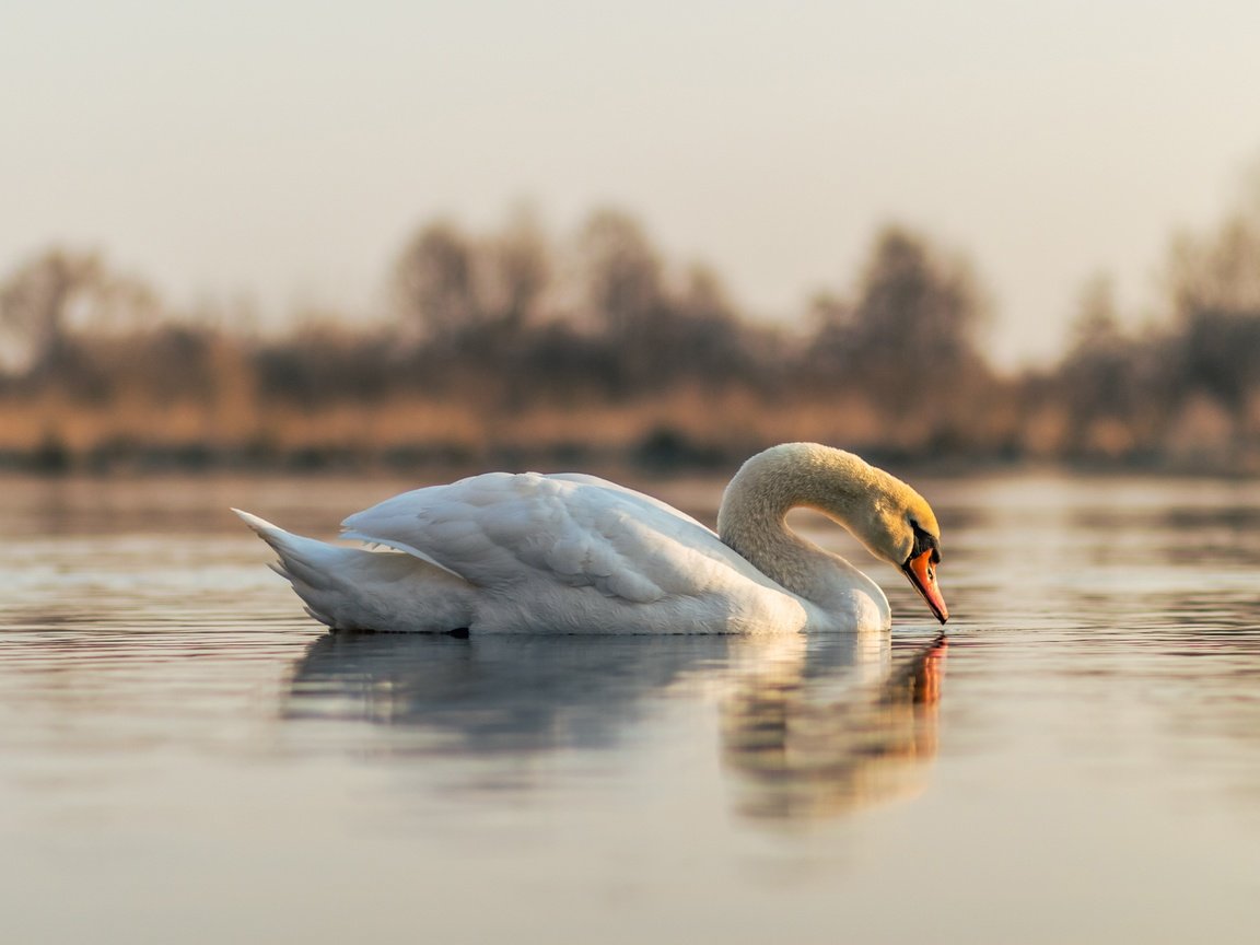 Обои отражение, белый, водоем, птица, лебедь, reflection, white, pond, bird, swan разрешение 5797x3865 Загрузить