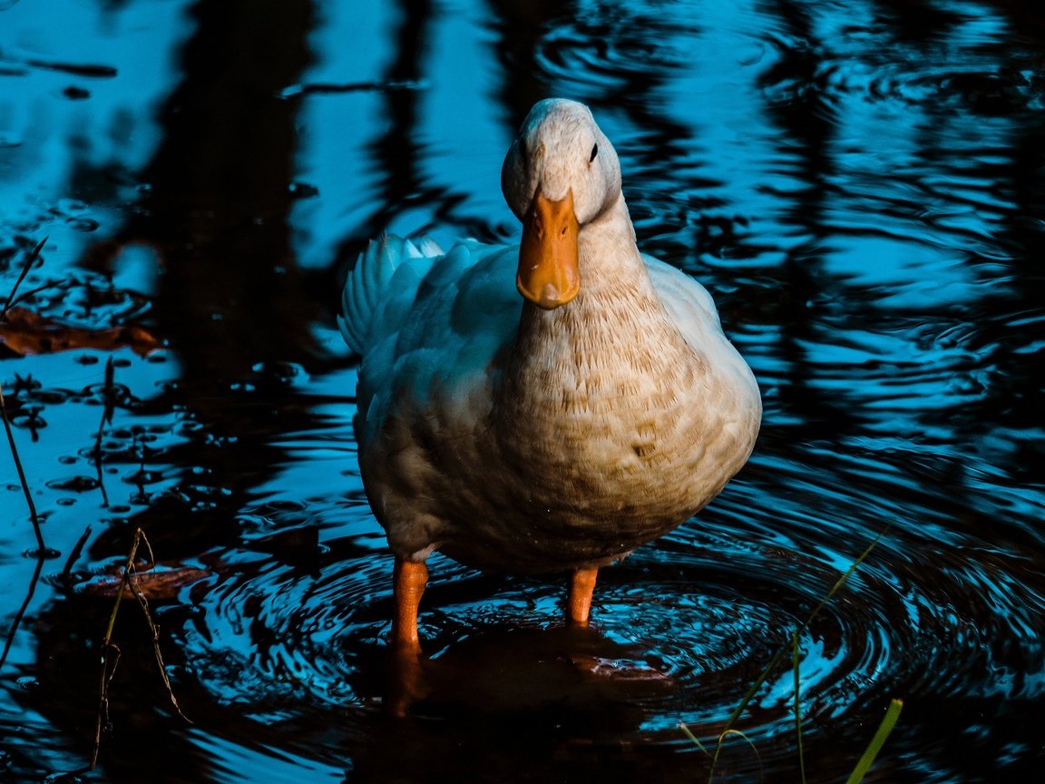 Обои вода, отражение, водоем, птица, утка, water, reflection, pond, bird, duck разрешение 2880x1620 Загрузить