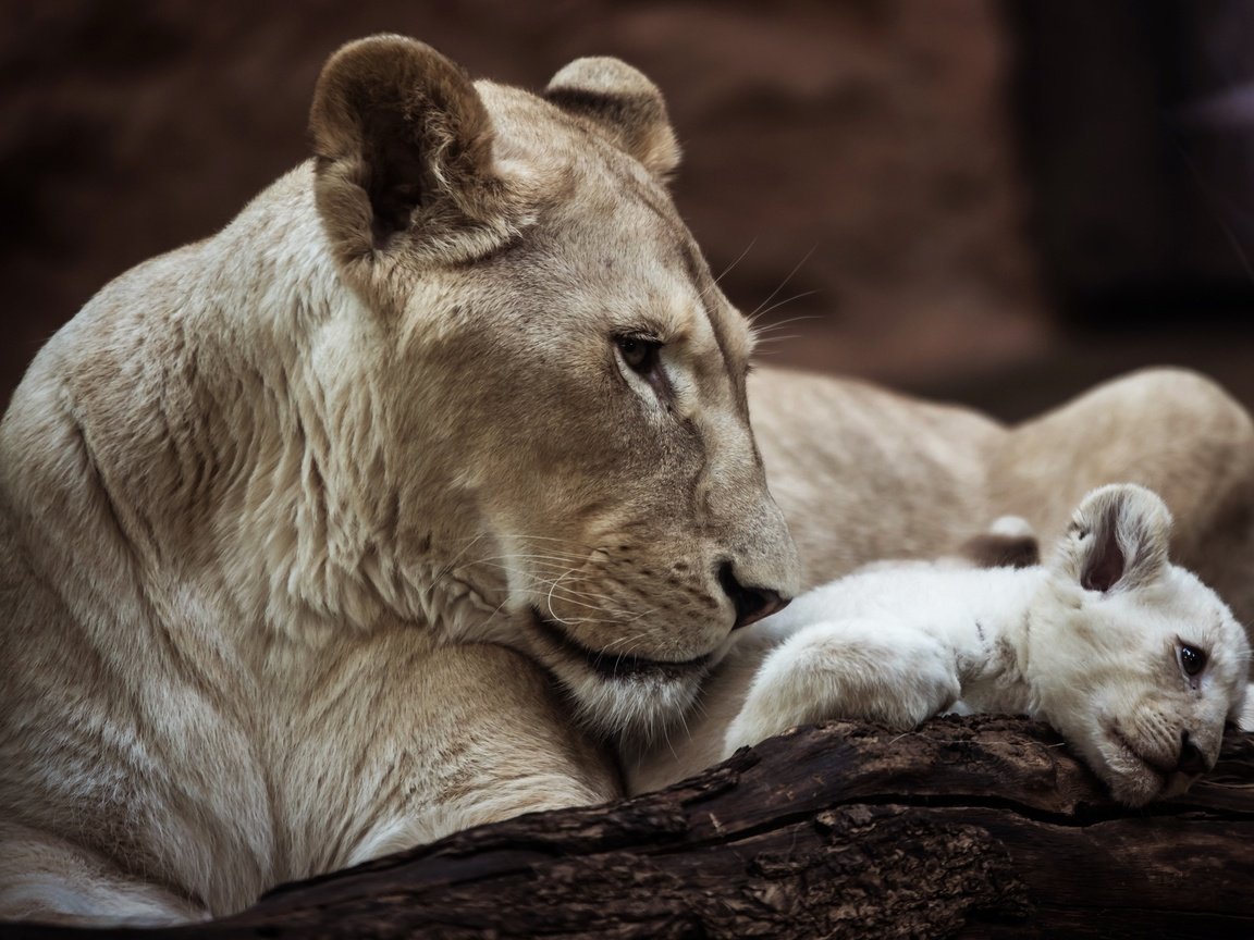 Обои львица, lioness разрешение 3840x2400 Загрузить