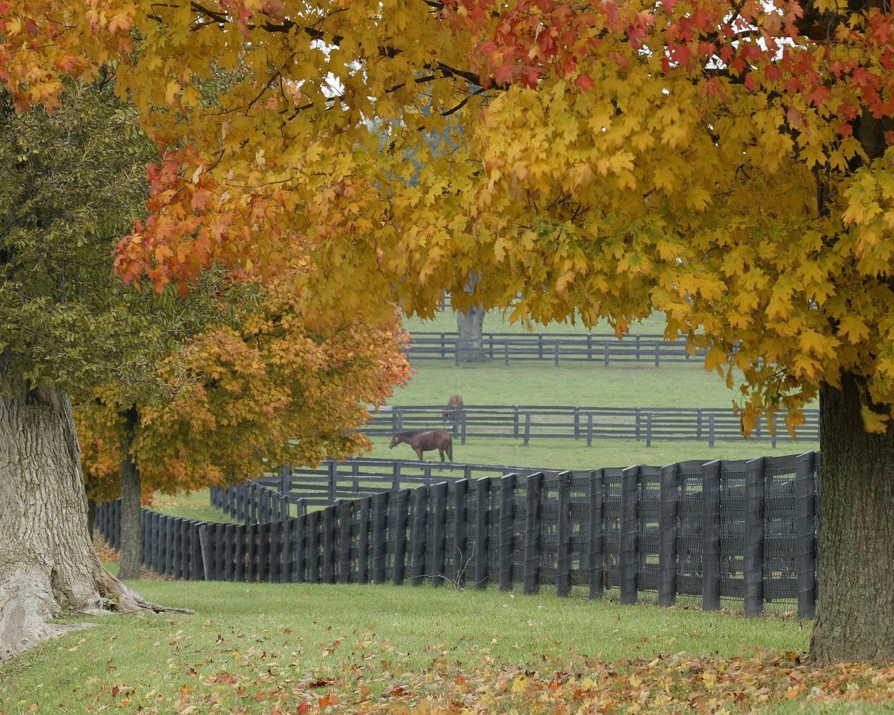 Обои трава, деревья, листья, забор, лошади, grass, trees, leaves, the fence, horse разрешение 2560x1600 Загрузить