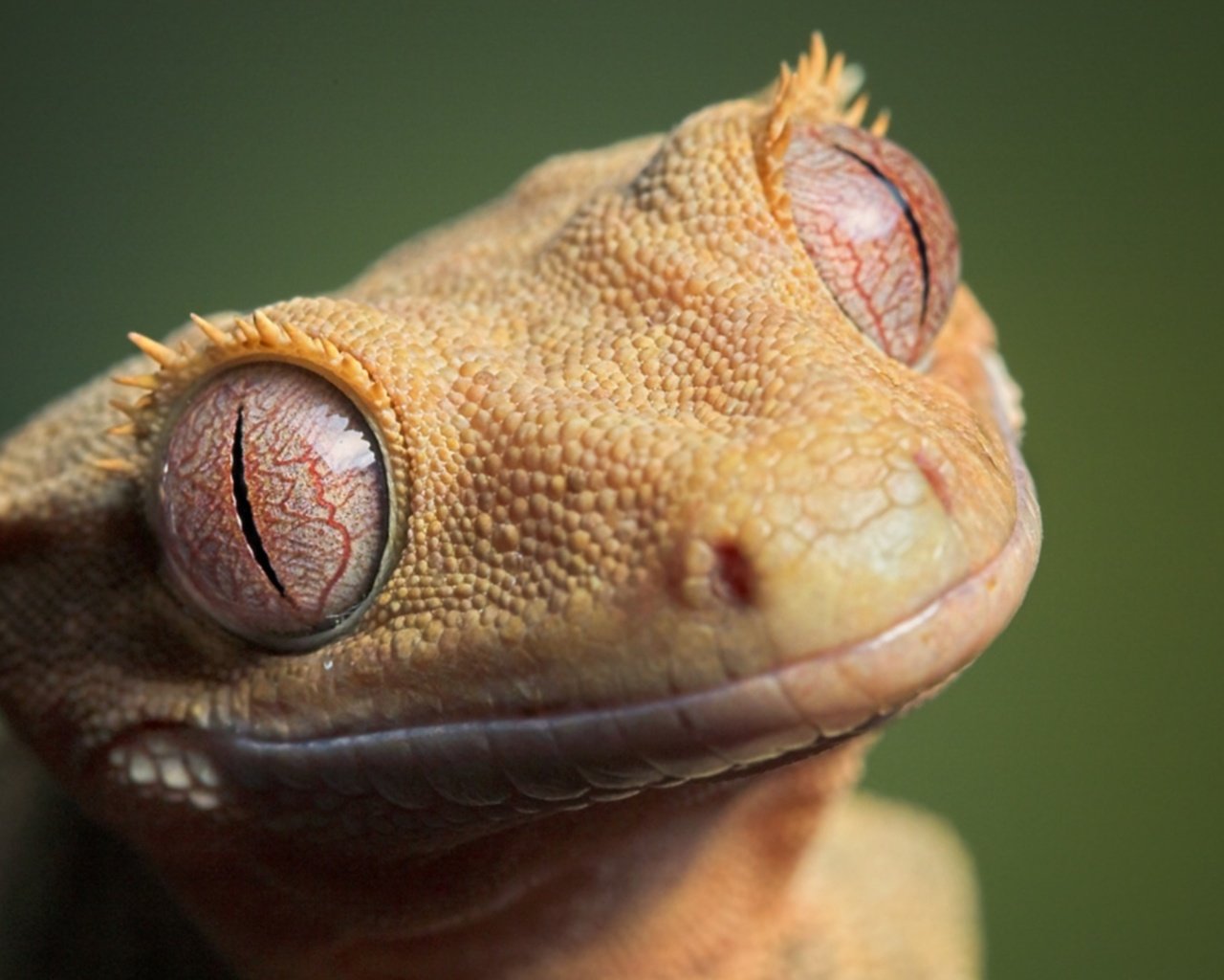 Обои глаза, ящерица, кожа, eyes, lizard, leather разрешение 1920x1080 Загрузить