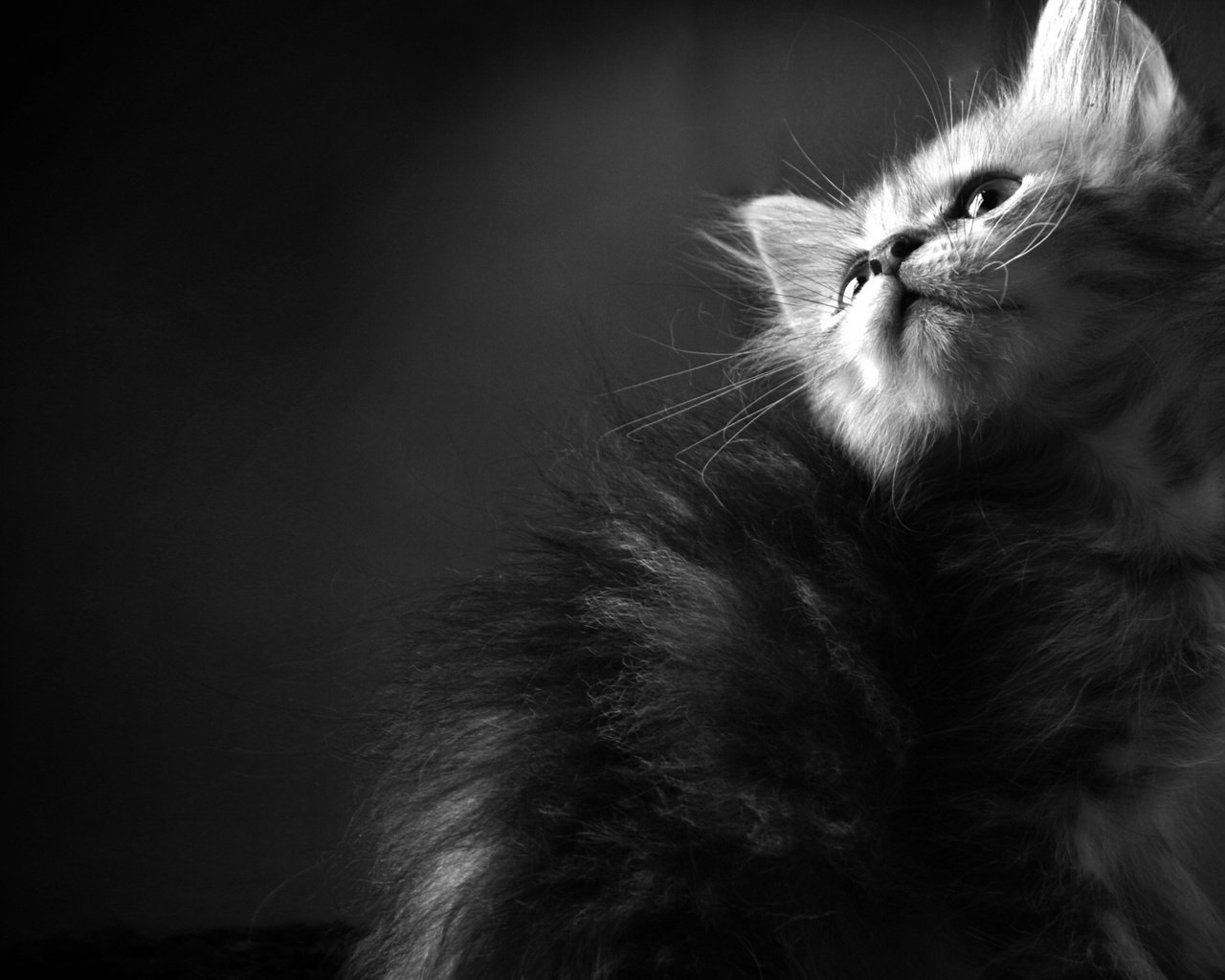 Обои обои, кот, кошка, чёрно-белое, котенок, пушистый, кошки, чб, wallpaper, cat, black and white, kitty, fluffy, cats, bw разрешение 2560x1440 Загрузить