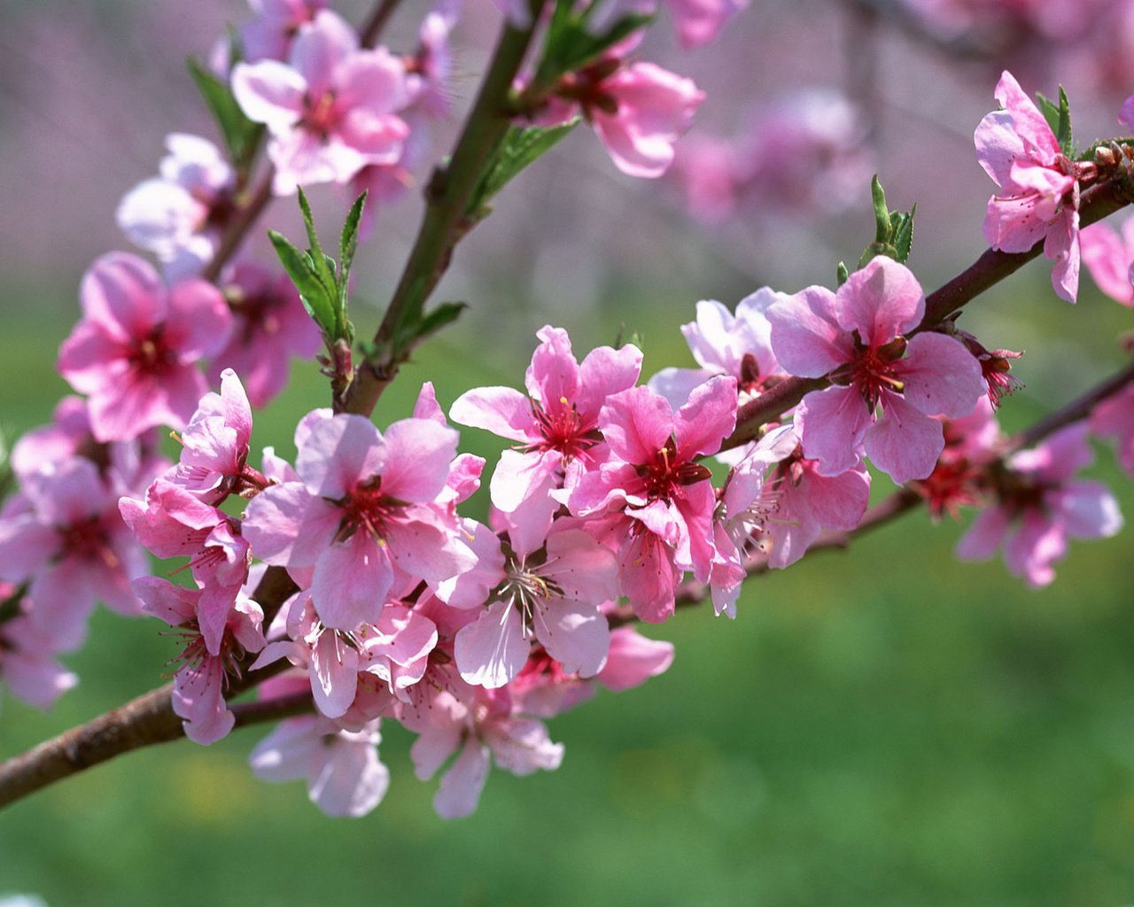 Обои цветы, ветка, макро, весна, розовый, абрикос, flowers, branch, macro, spring, pink, apricot разрешение 1920x1200 Загрузить