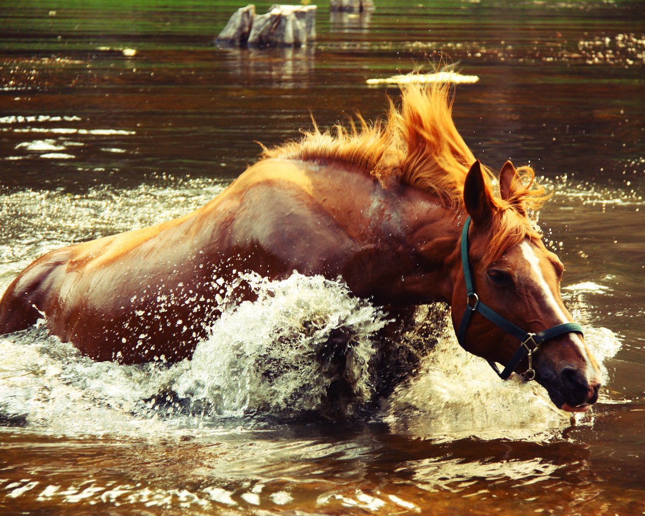 Обои лошадь, вода, озеро, брызги, всплеск, крокодил догоняет, horse, water, lake, squirt, splash, crocodile catches разрешение 4272x2848 Загрузить