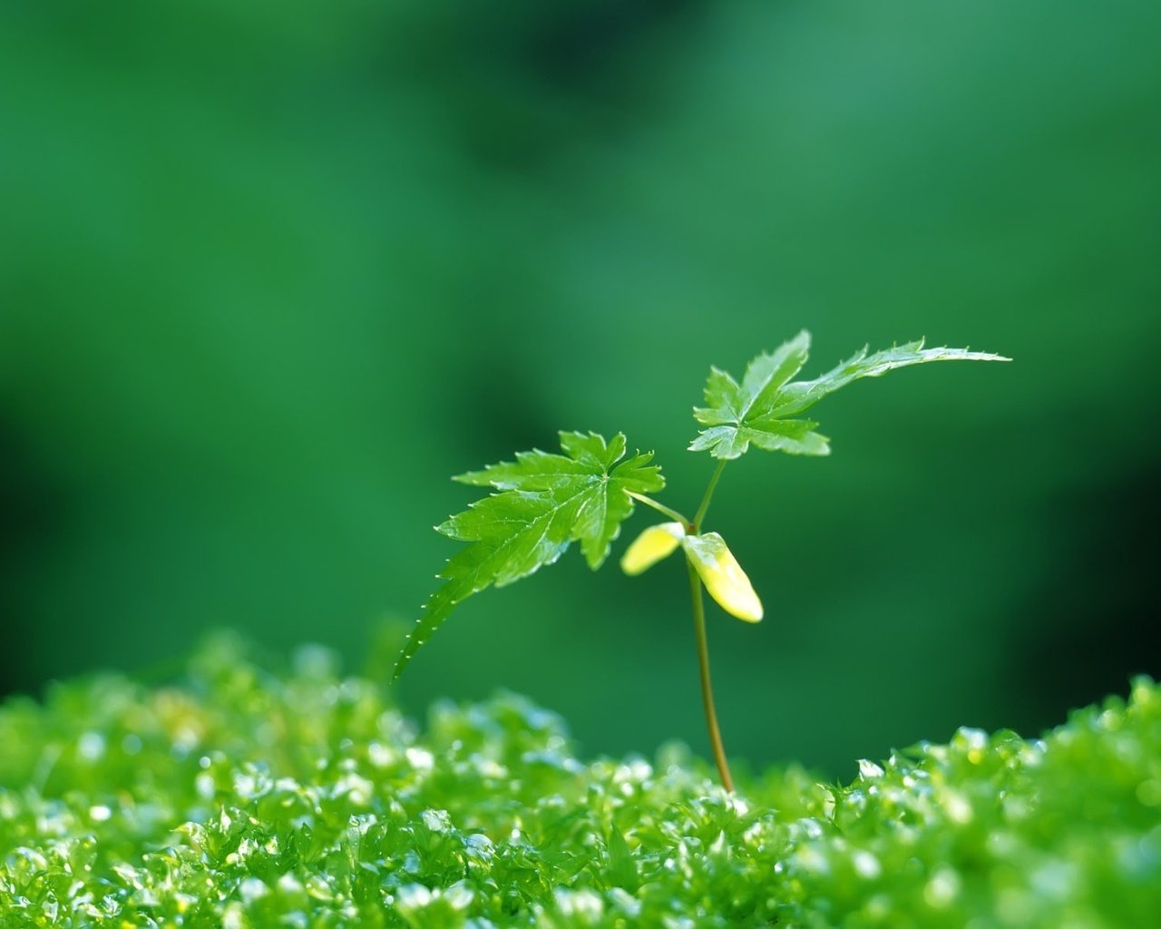 Обои зелёный, листочки, растение, росток, green, leaves, plant, rostock разрешение 1920x1200 Загрузить