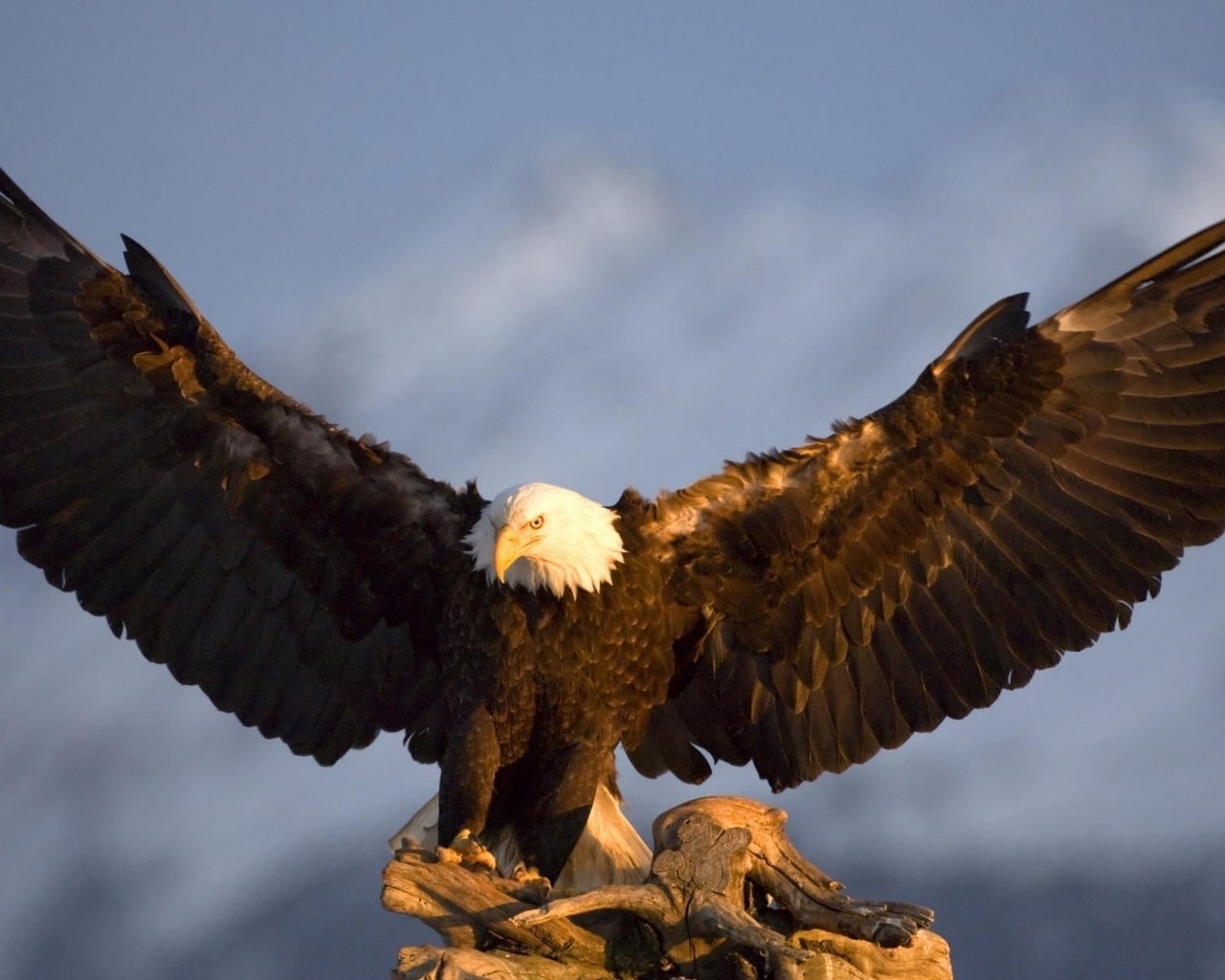 Обои крылья, орел, птица, аляска, в горах, wings, eagle, bird, alaska, in the mountains разрешение 1920x1200 Загрузить