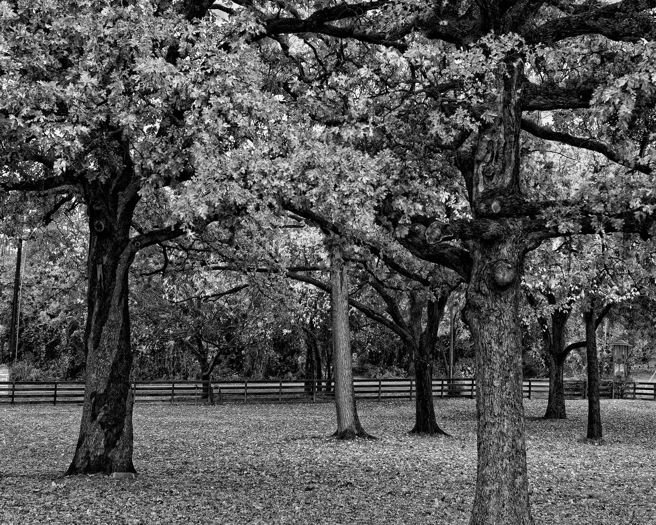 Обои деревья, парк, ветви, листва, забор, чёрно-белое, черно-белая, trees, park, branch, foliage, the fence, black and white разрешение 2560x1600 Загрузить