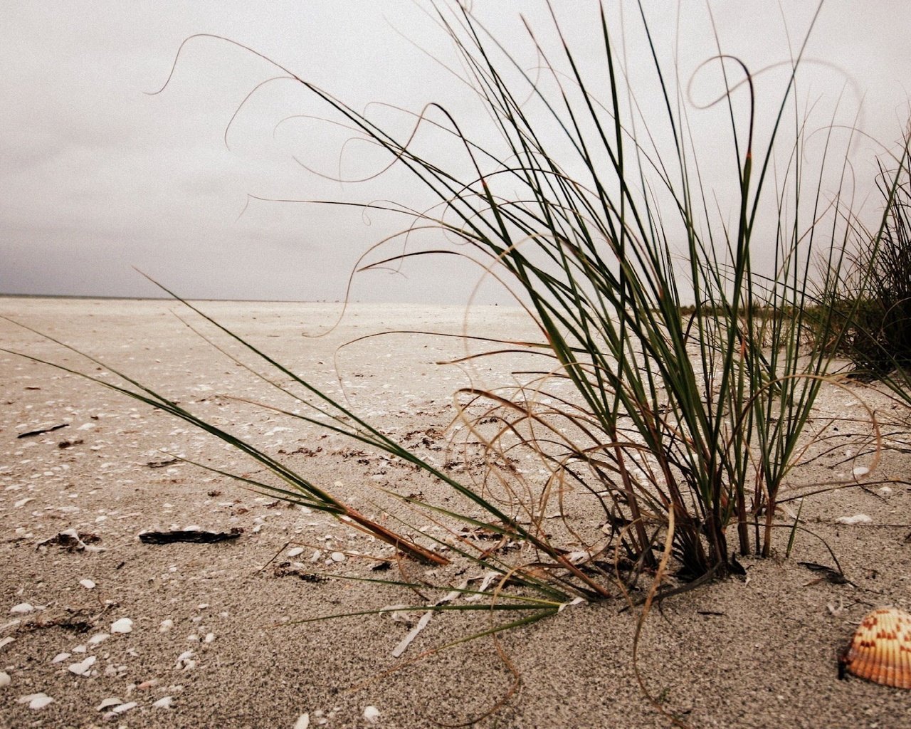 Обои трава, берег, песок, пляж, ракушка, grass, shore, sand, beach, shell разрешение 1920x1200 Загрузить