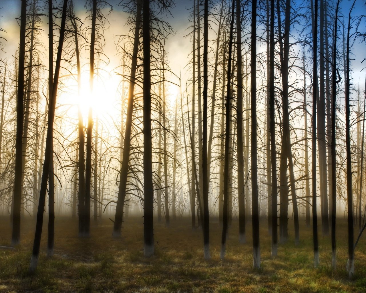 Обои деревья, солнце, туман, trees, the sun, fog разрешение 2560x1600 Загрузить