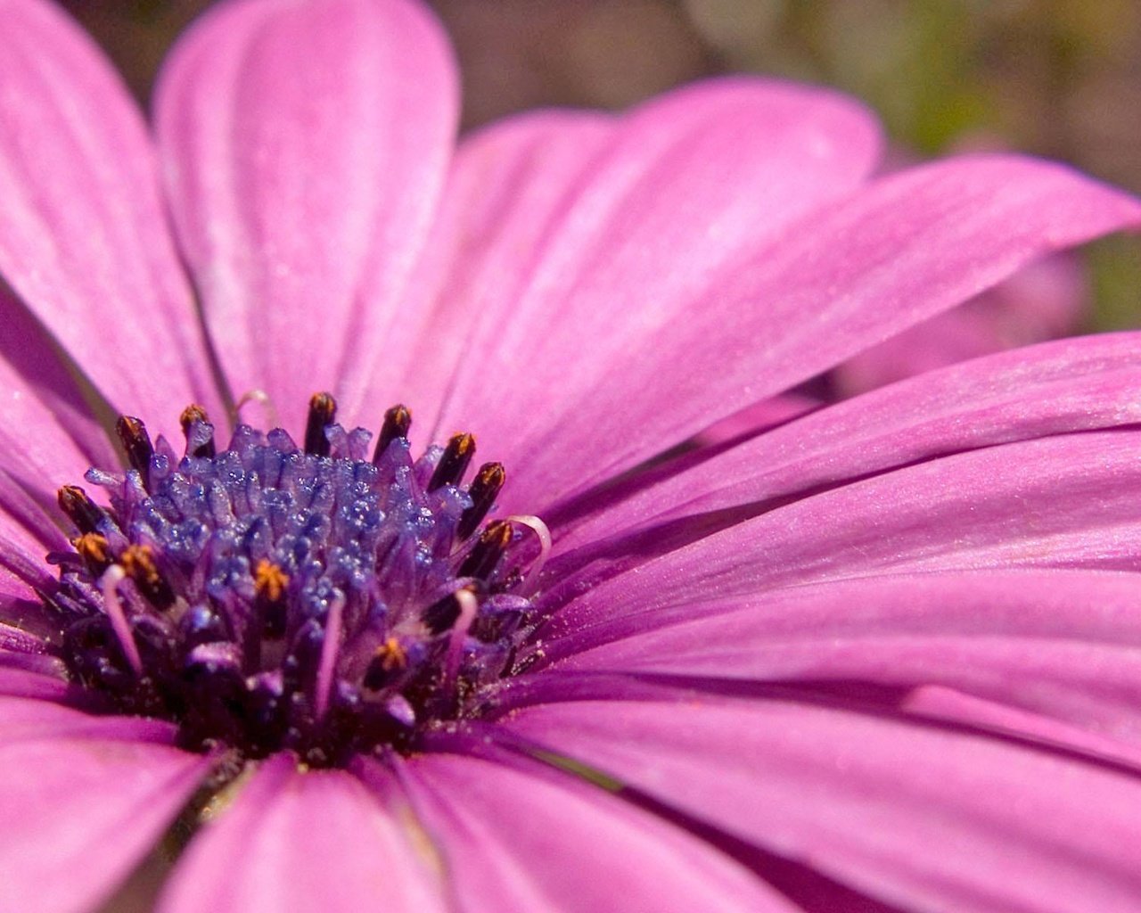 Обои фиолетовый, растение, пыльца, purple, plant, pollen разрешение 1920x1200 Загрузить