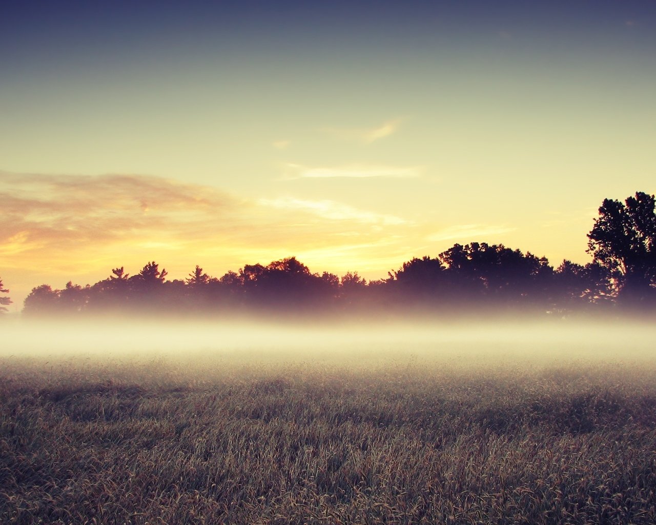 Обои деревья, утро, поле, trees, morning, field разрешение 2560x1600 Загрузить