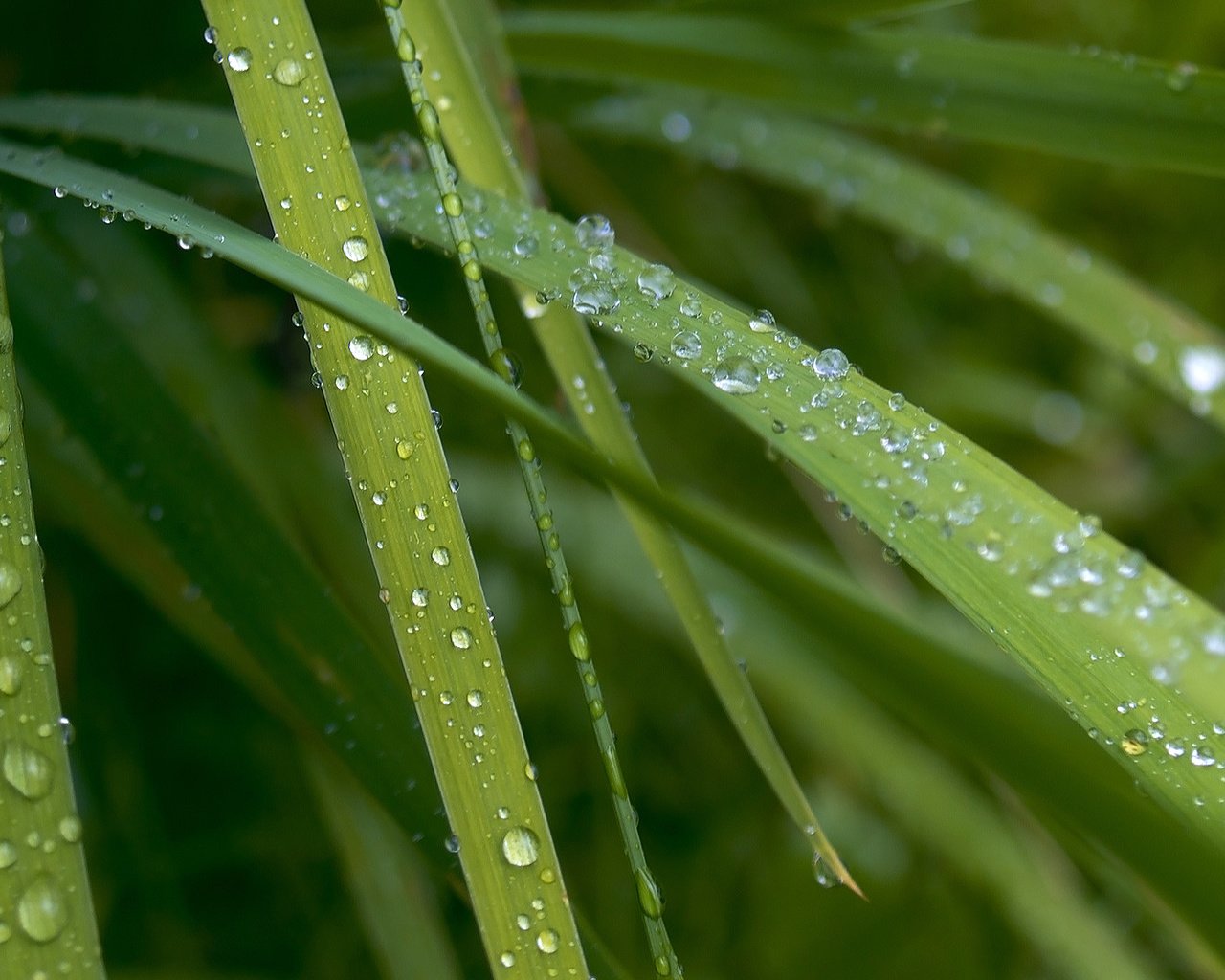 Обои трава, макро, роса, капли, капельки, десктоп, зеленые листья, grass, macro, rosa, drops, droplets, desktop, green leaves разрешение 1920x1080 Загрузить