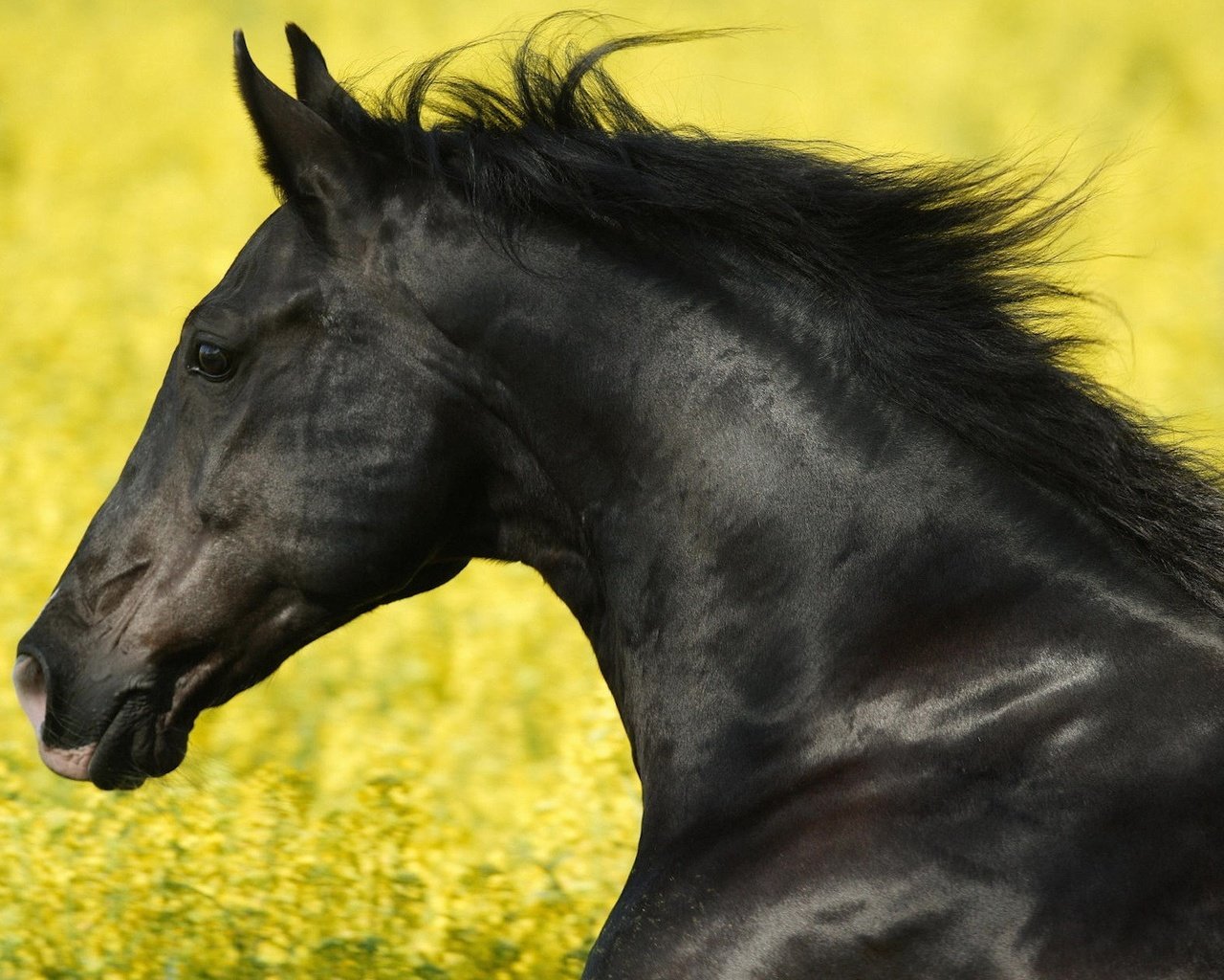 Обои черный, кони, жеребец, black, horses, stallion разрешение 1920x1200 Загрузить