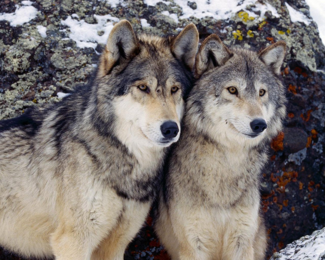 Обои зима, хищник, пара, волки, волк, winter, predator, pair, wolves, wolf разрешение 1920x1200 Загрузить