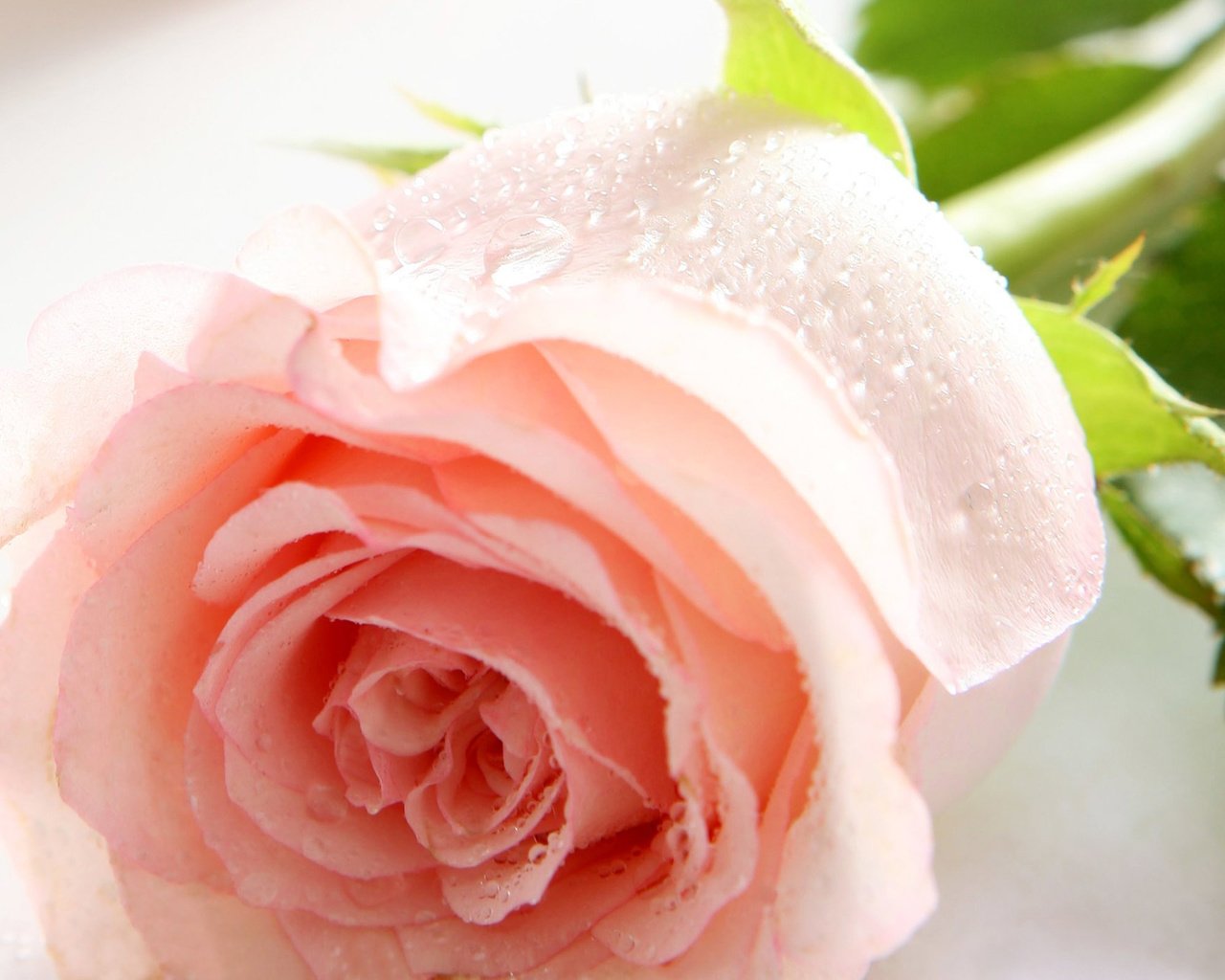 Обои цветок, роза, нежность, шипы, flower, rose, tenderness, spikes разрешение 2560x1600 Загрузить
