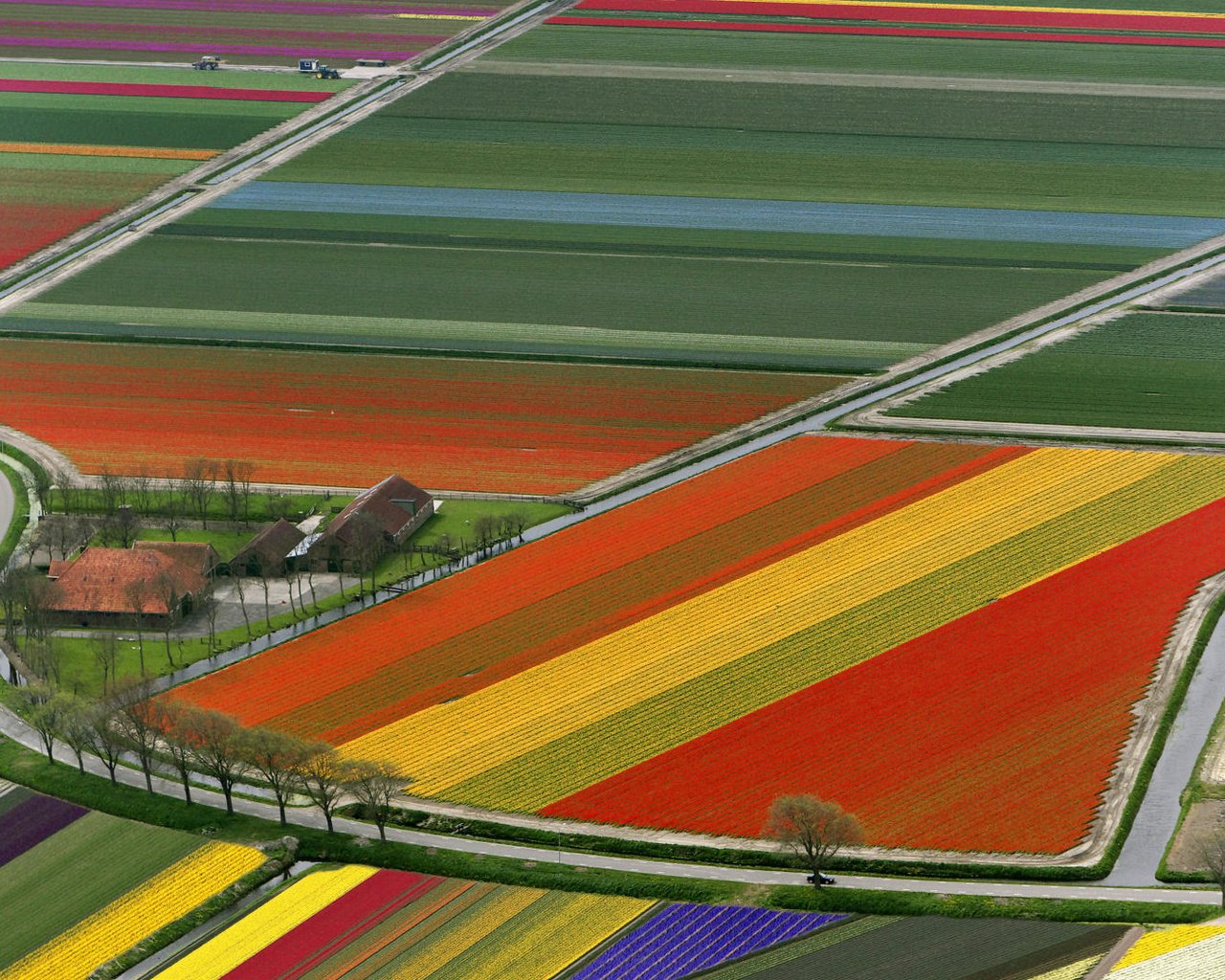 Обои поле, тюльпаны, нидерланды, field, tulips, netherlands разрешение 1920x1080 Загрузить