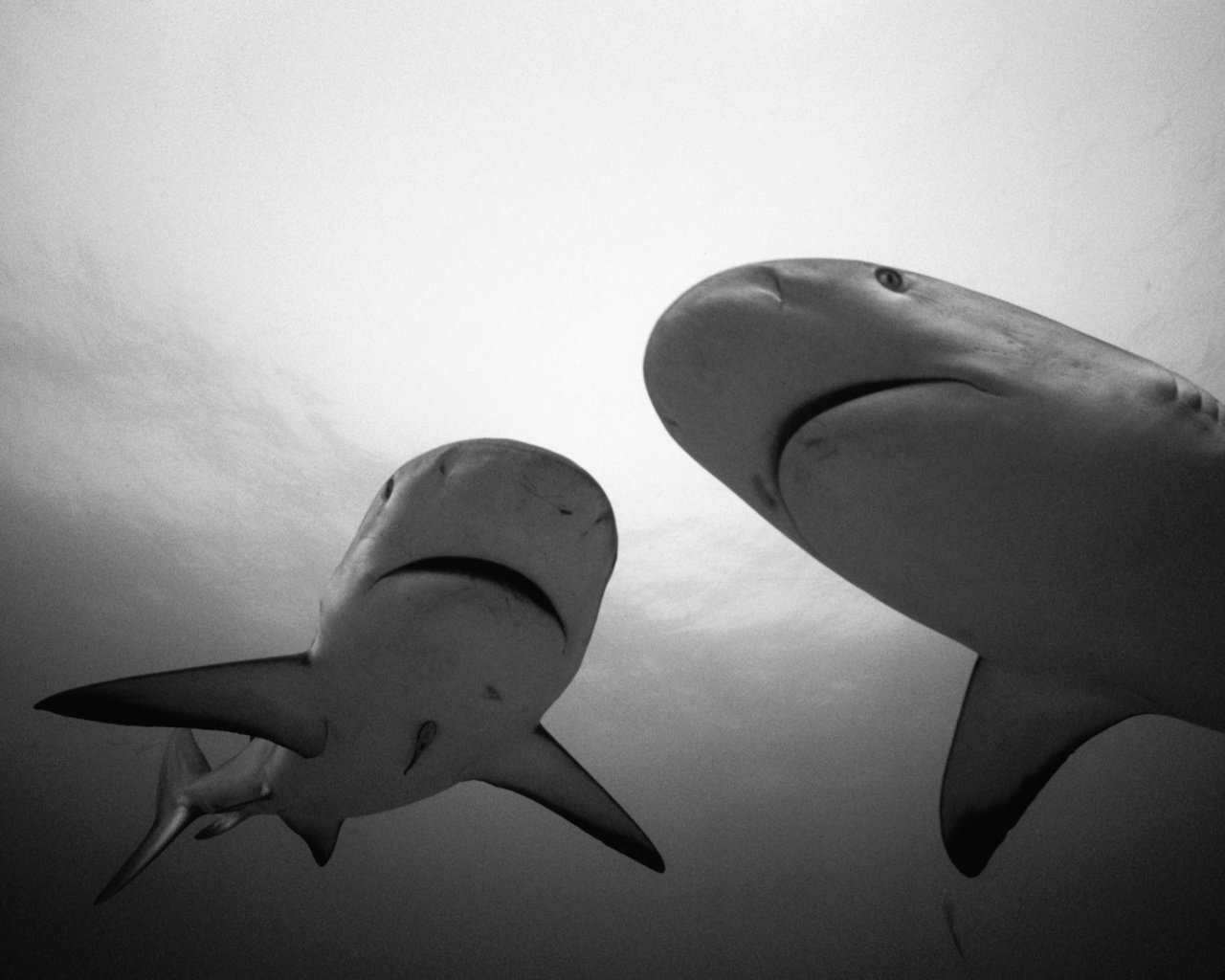 Обои чёрно-белое, белая, акула, подводный мир, hq, черно- белый, black and white, white, shark, underwater world разрешение 3442x2278 Загрузить