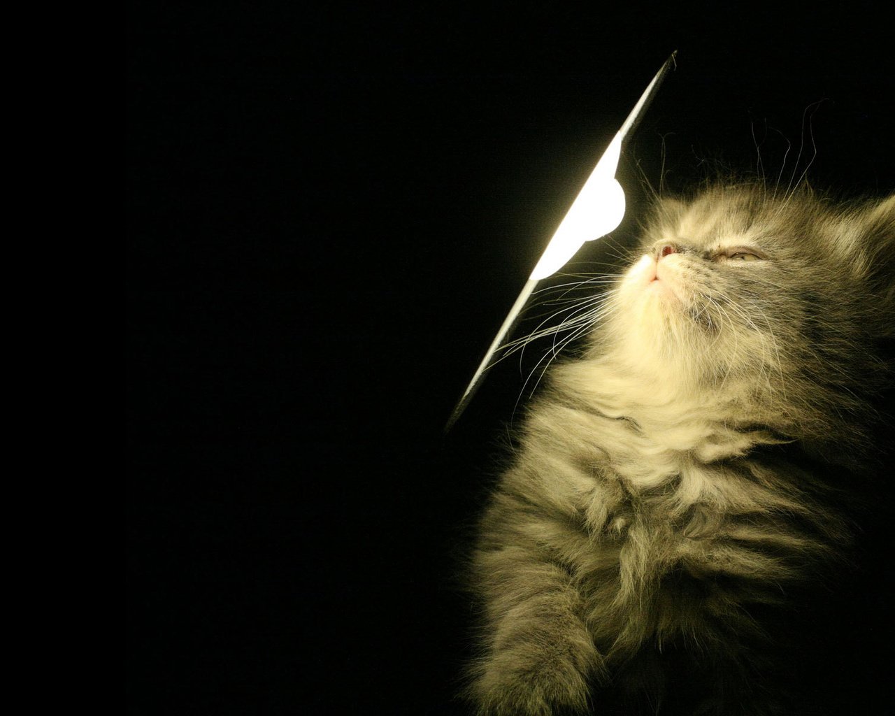 Обои свет, лампа, котенок, light, lamp, kitty разрешение 1920x1200 Загрузить