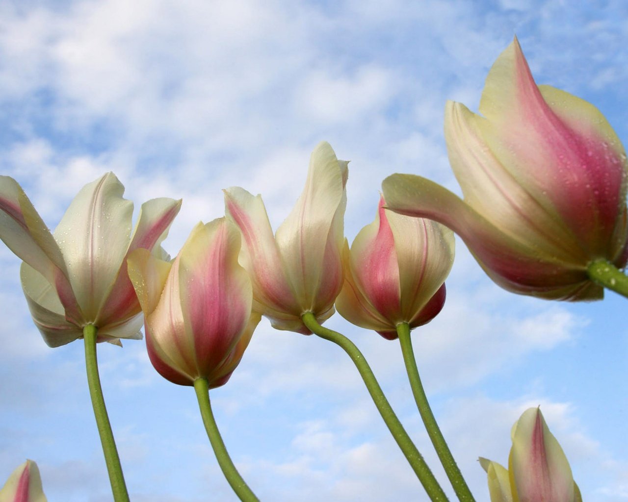 Обои небо, весна, тюльпан, the sky, spring, tulip разрешение 2560x1600 Загрузить