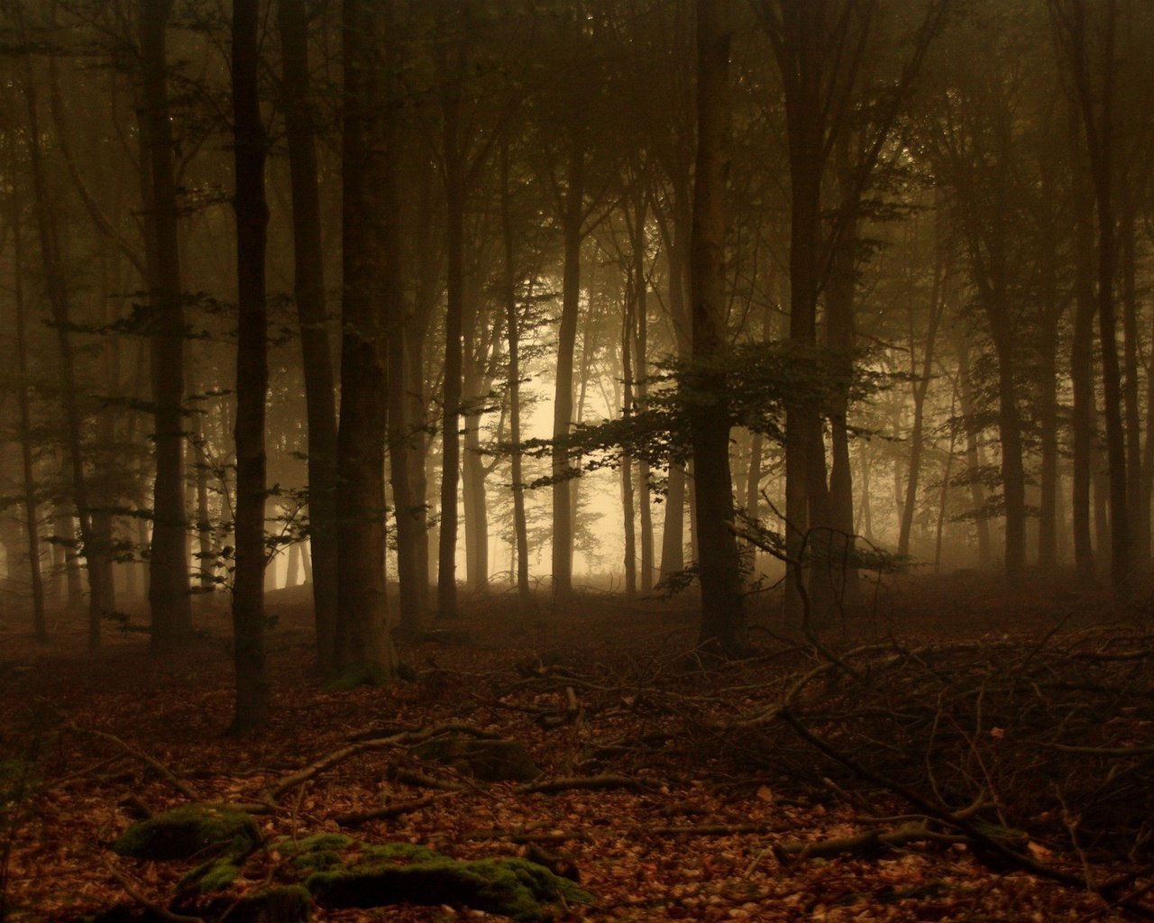 Обои деревья, лес, листья, туман, ветки, мох, trees, forest, leaves, fog, branches, moss разрешение 1920x1200 Загрузить