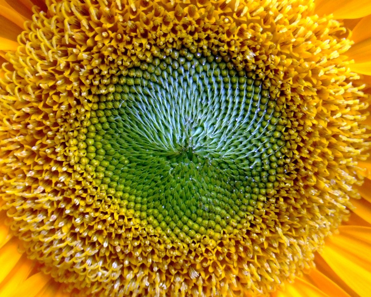 Обои желтый, цветок, лепестки, подсолнух, желтые, крупным планом, yellow, flower, petals, sunflower, closeup разрешение 2560x1600 Загрузить
