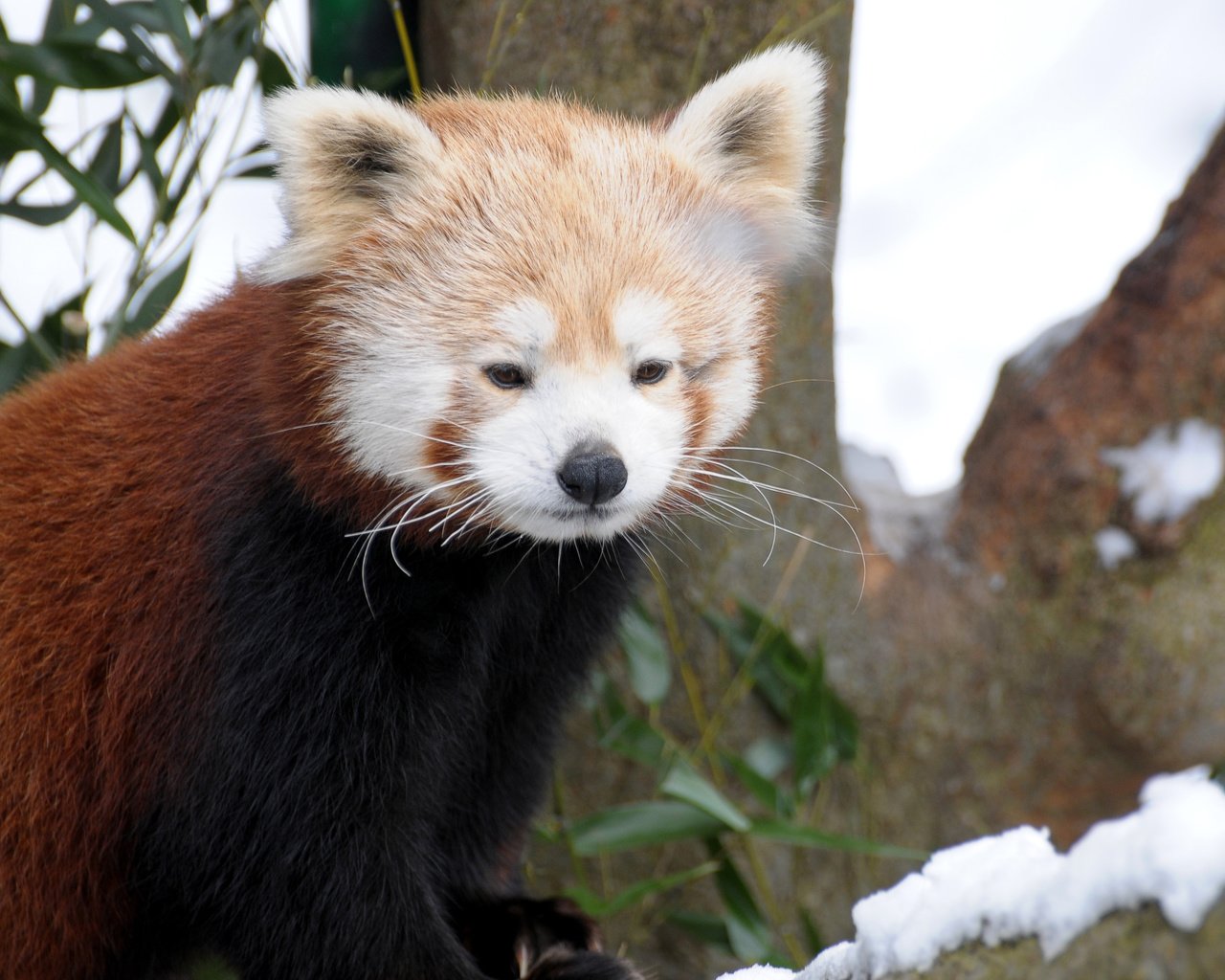 Обои мордочка, взгляд, панда, красная панда, малая панда, muzzle, look, panda, red panda разрешение 2560x1920 Загрузить