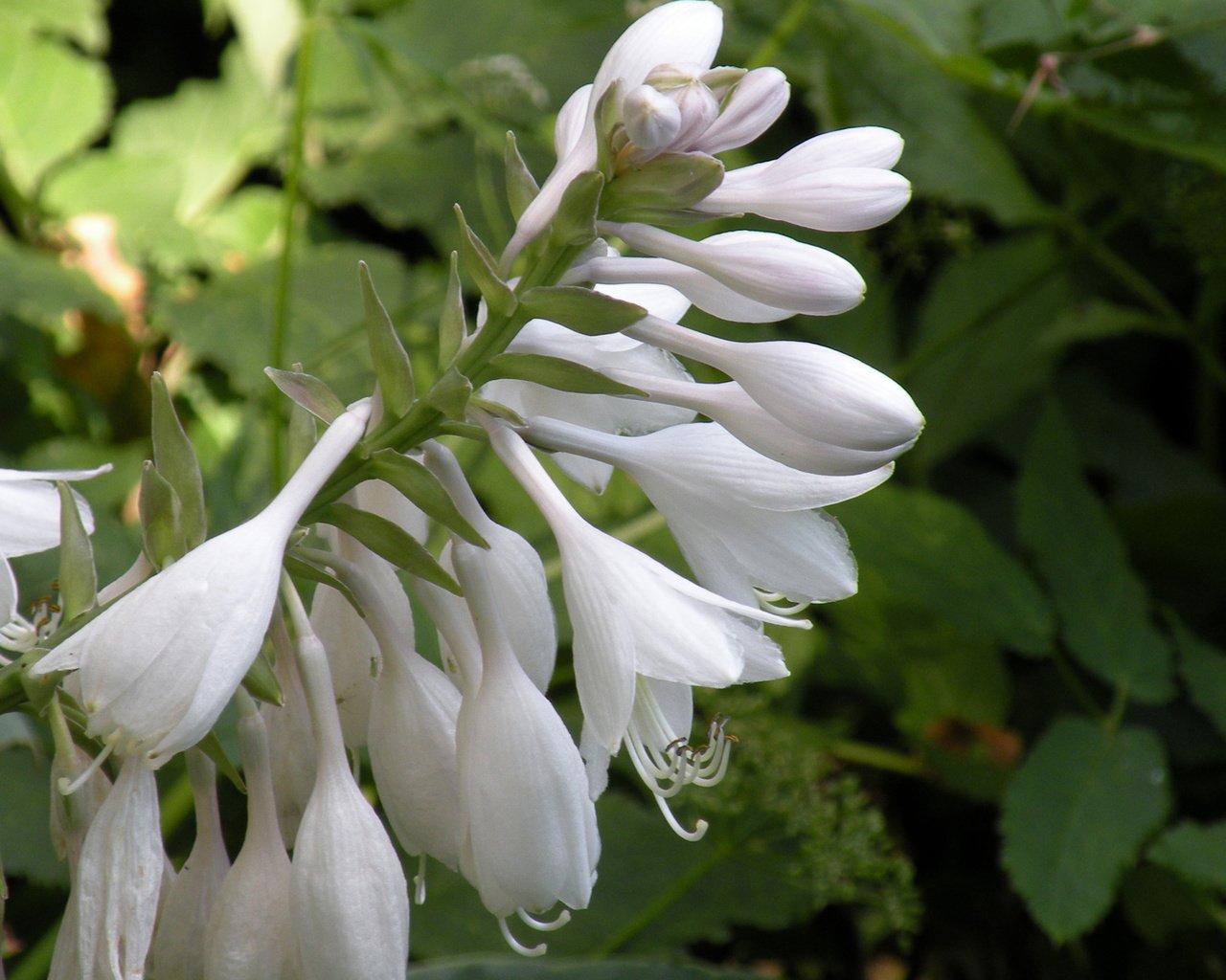 Обои цветы, белые, колокольчики, бутончики, flowers, white, bells, buds разрешение 1920x1200 Загрузить