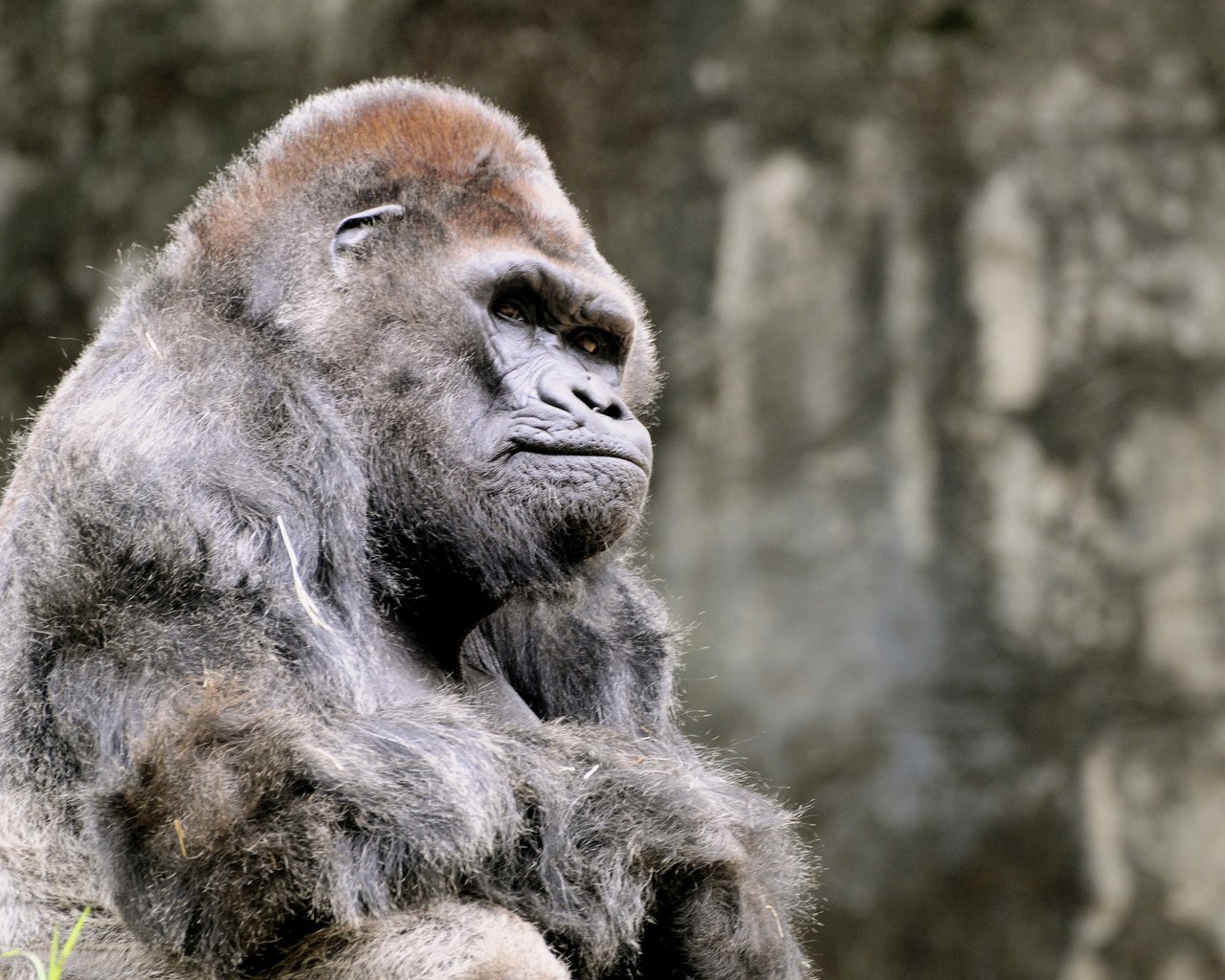 Обои обезьяна, горилла, примат, monkey, gorilla, the primacy of разрешение 2560x1600 Загрузить