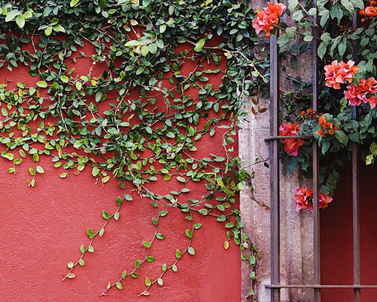 Обои цветы, листья, стена, лианы, flowers, leaves, wall, vines разрешение 1920x1200 Загрузить