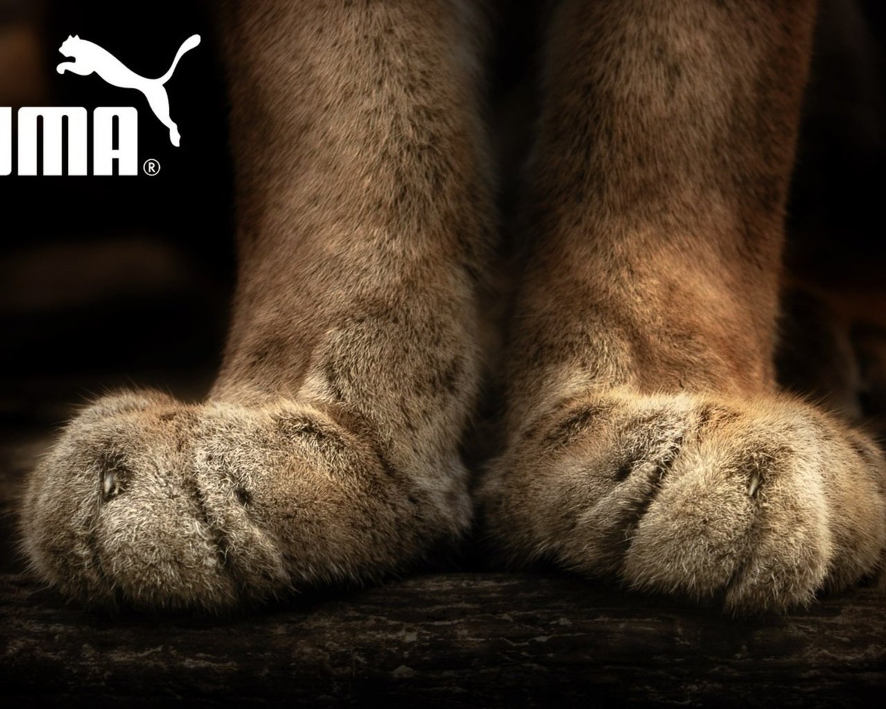 Обои логотип, пума, бренд, лапки, эмблема, logo, puma, brand, legs, emblem разрешение 1920x1200 Загрузить