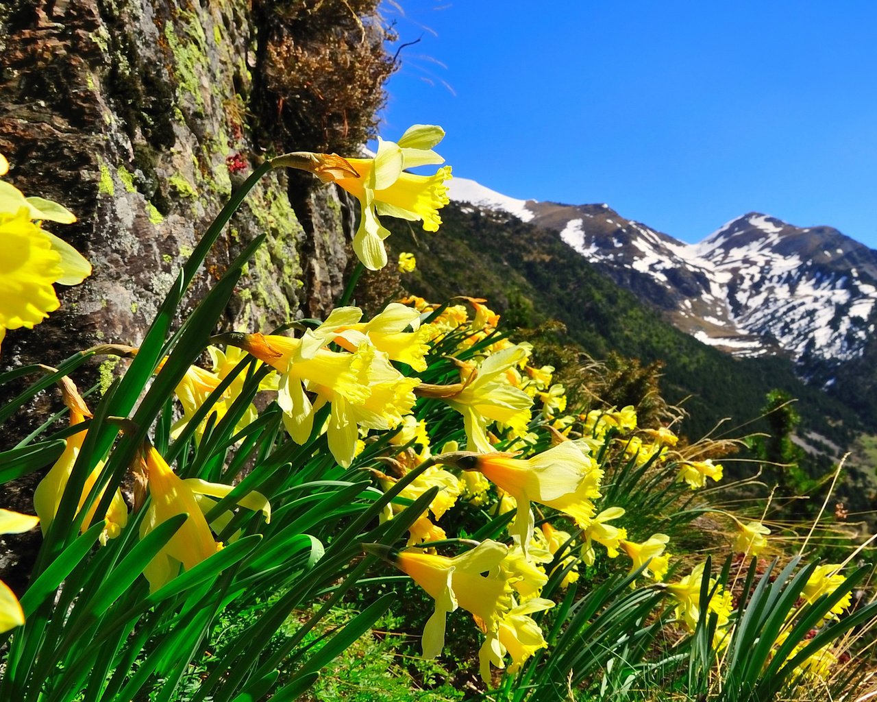 Обои небо, цветы, горы, природа, нарциссы, the sky, flowers, mountains, nature, daffodils разрешение 1920x1200 Загрузить