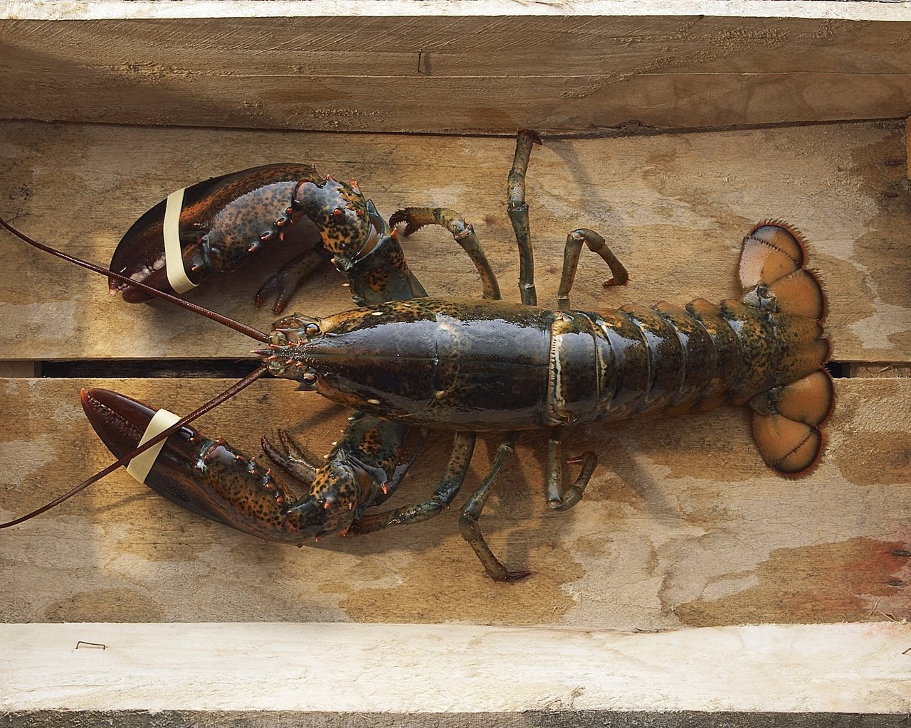 Обои морепродукты, лобстер, рак, seafood, lobster, cancer разрешение 1920x1200 Загрузить