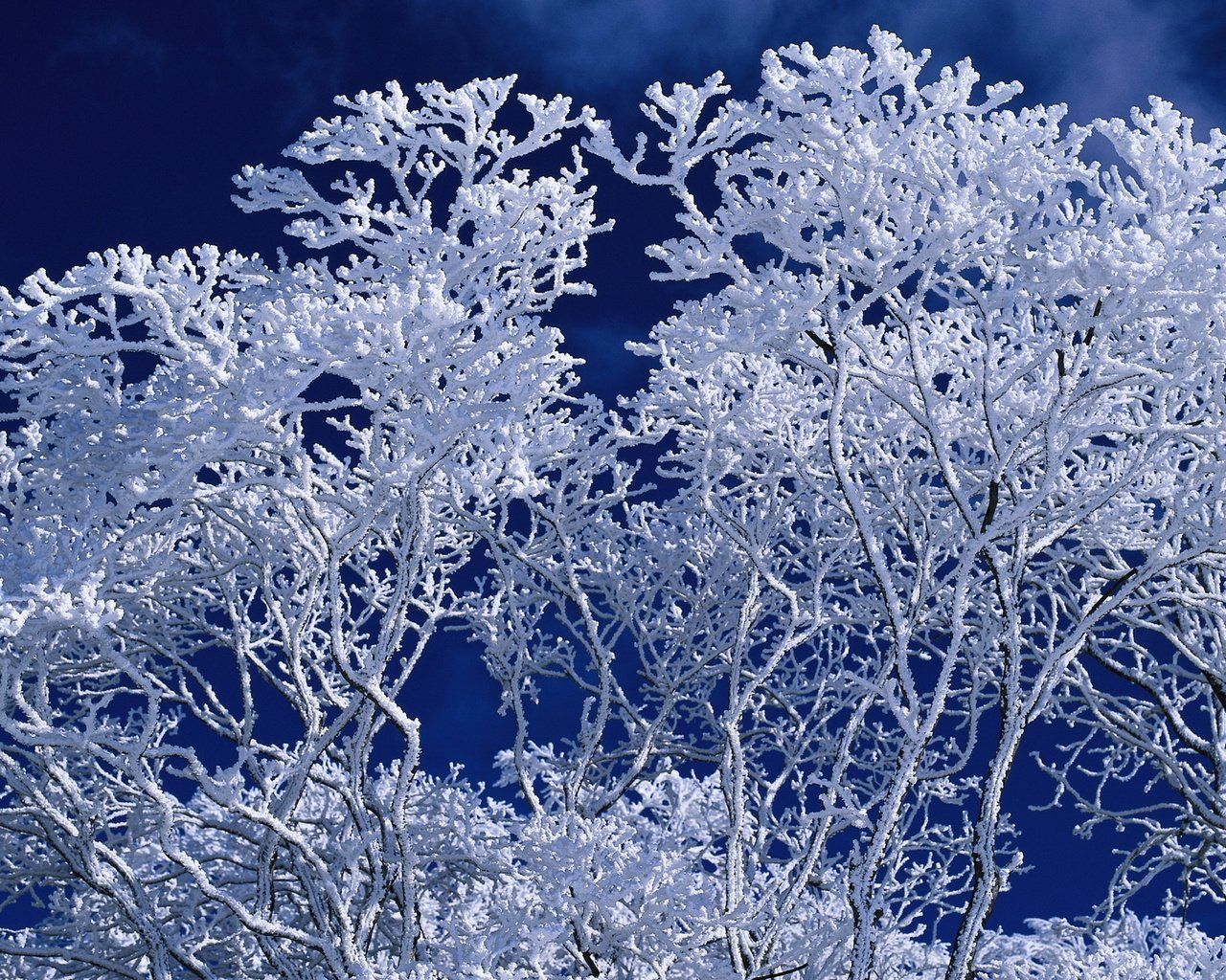 Обои небо, дерево, зима, ветки, иней, синий фон, the sky, tree, winter, branches, frost, blue background разрешение 1920x1200 Загрузить