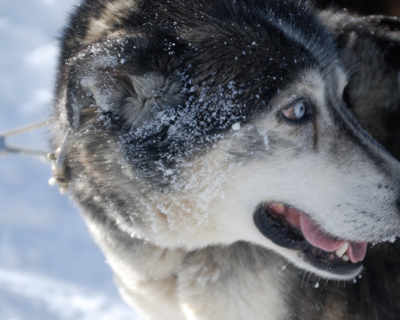 Обои снег, зима, взгляд, собака, хаски, лайка, поводок, сибирский хаски, snow, winter, look, dog, husky, laika, leash, siberian husky разрешение 2560x1600 Загрузить