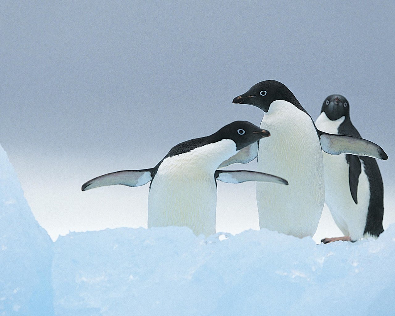 Обои зима, птицы, пингвин, пингвины, winter, birds, penguin, penguins разрешение 1920x1080 Загрузить