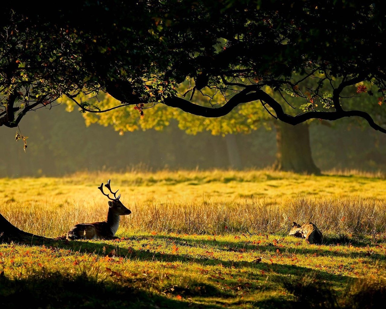 Обои трава, природа, дерево, листья, олень, рога, олени, grass, nature, tree, leaves, deer, horns разрешение 2100x1400 Загрузить