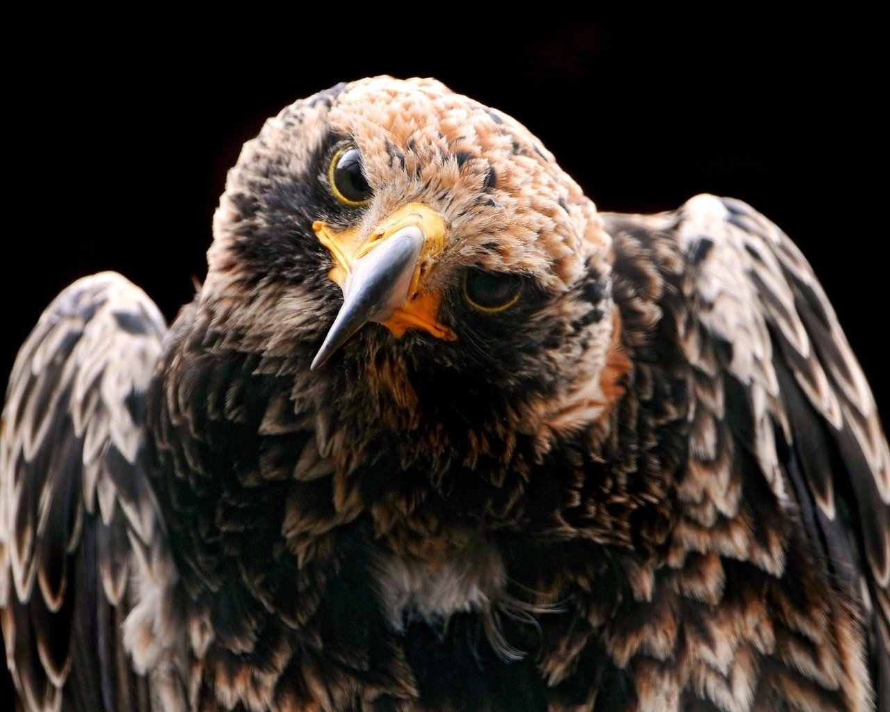 Обои птица, клюв, черный фон, перья, ястреб, хищная птица, bird, beak, black background, feathers, hawk, bird of prey разрешение 2048x1280 Загрузить