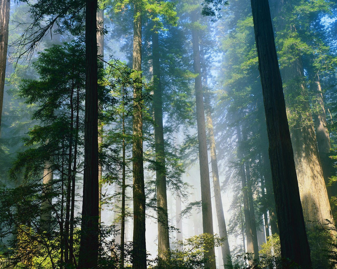 Обои деревья, лес, туман, стволы, trees, forest, fog, trunks разрешение 1920x1080 Загрузить