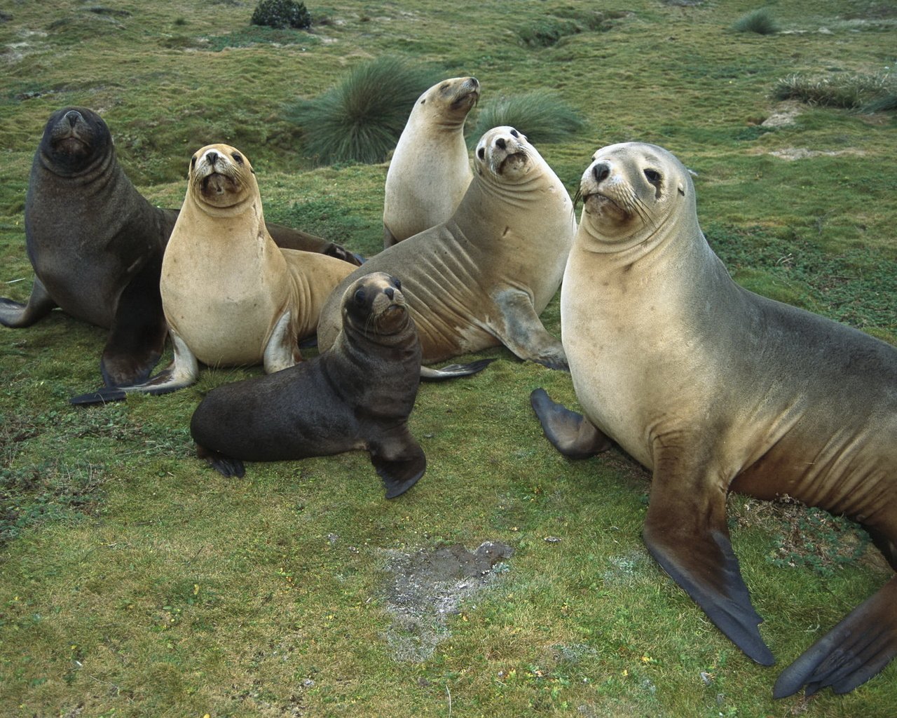 Обои животные, отдых, семья, забота, стая, тюлени, морские котики, animals, stay, family, care, pack, seals, navy seals разрешение 1920x1200 Загрузить
