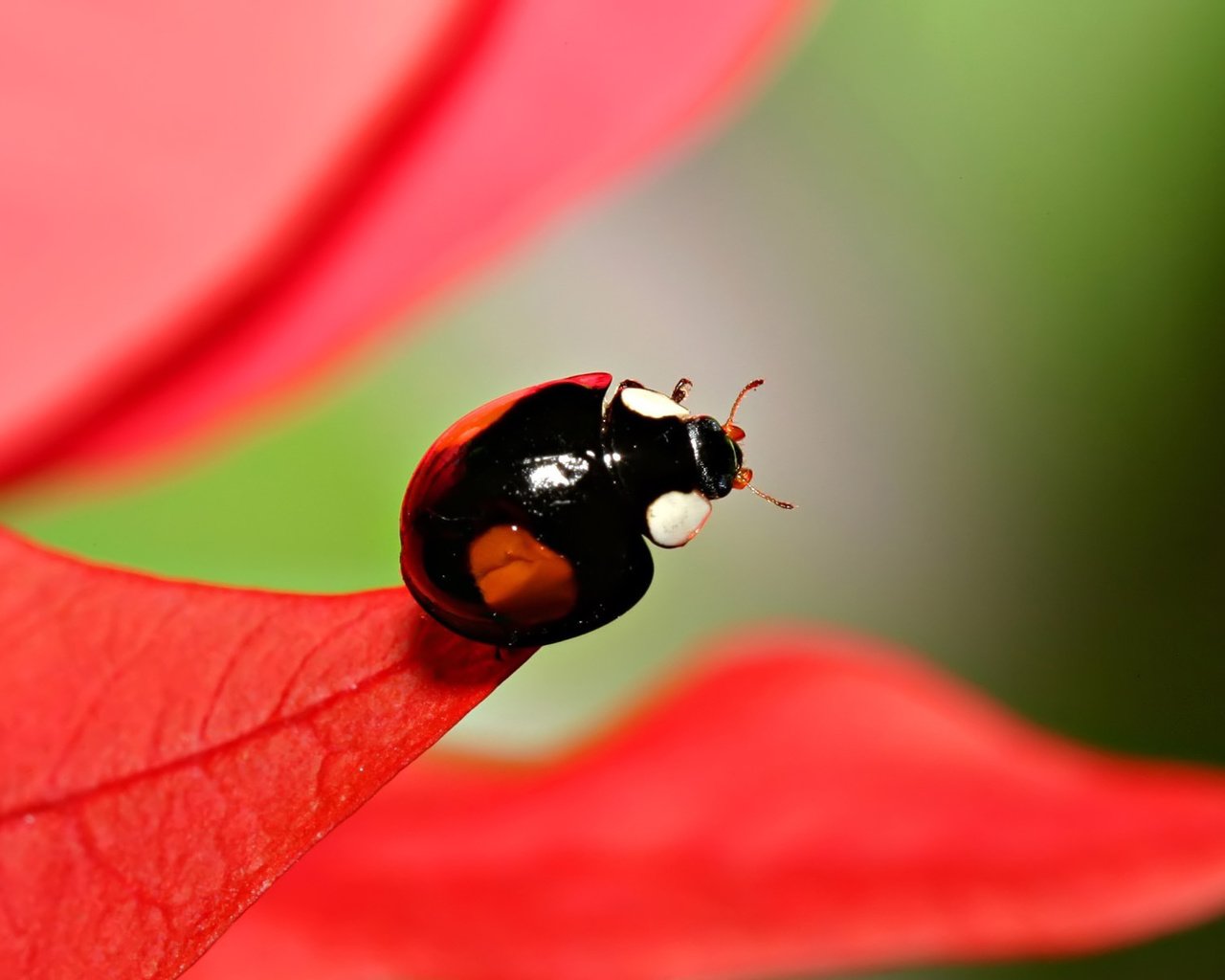 Обои макро, насекомое, красный, лист, божья коровка, macro, insect, red, sheet, ladybug разрешение 1920x1200 Загрузить