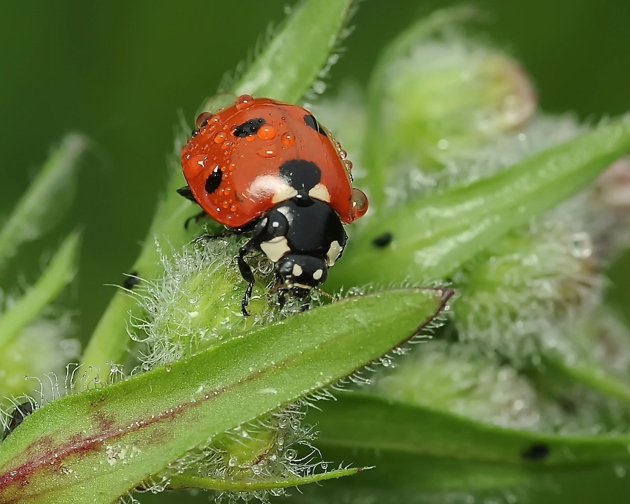 Обои насекомое, роса, божья коровка, растение, insect, rosa, ladybug, plant разрешение 1920x1200 Загрузить