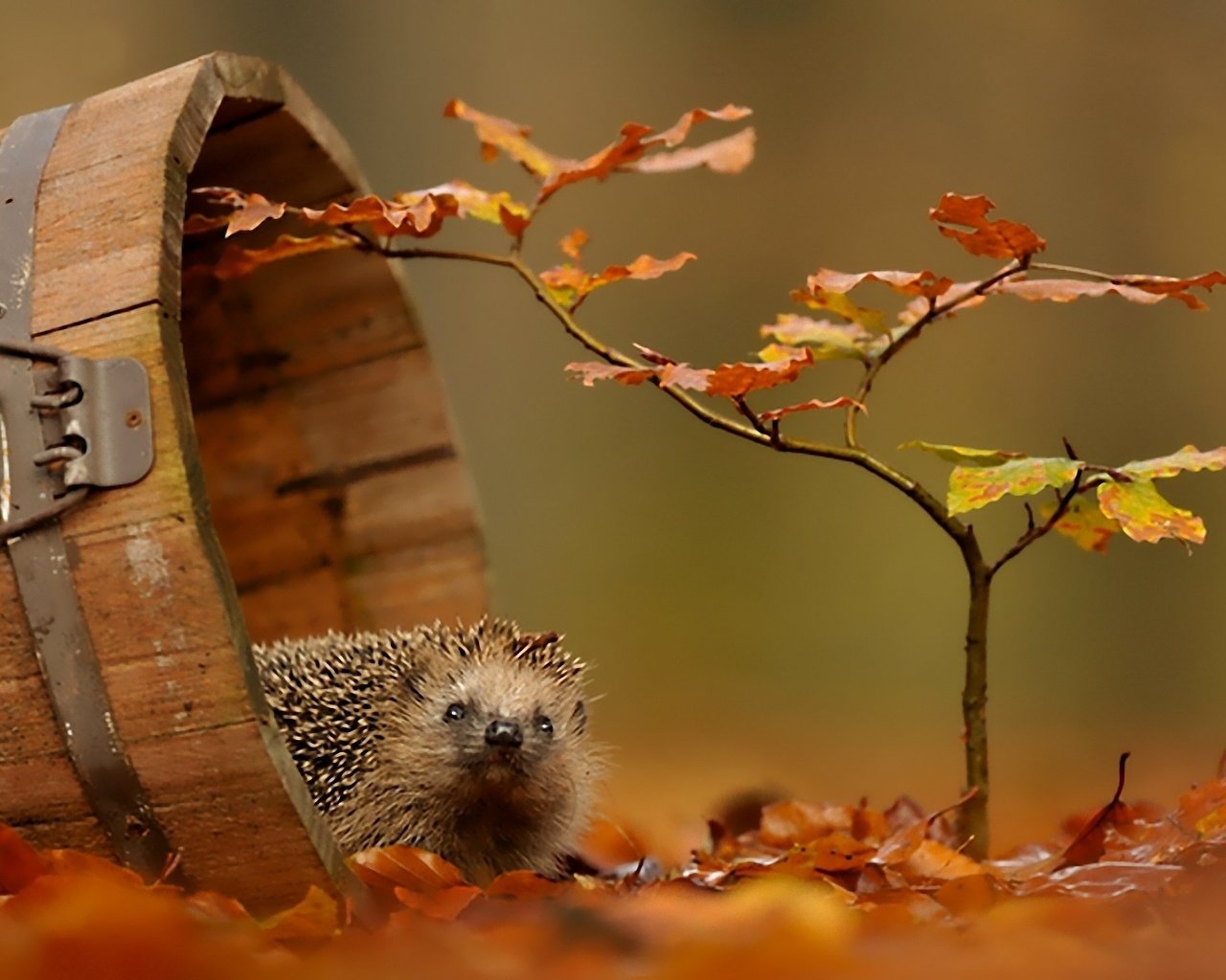 Обои листва, осень, ежик, foliage, autumn, hedgehog разрешение 1920x1200 Загрузить